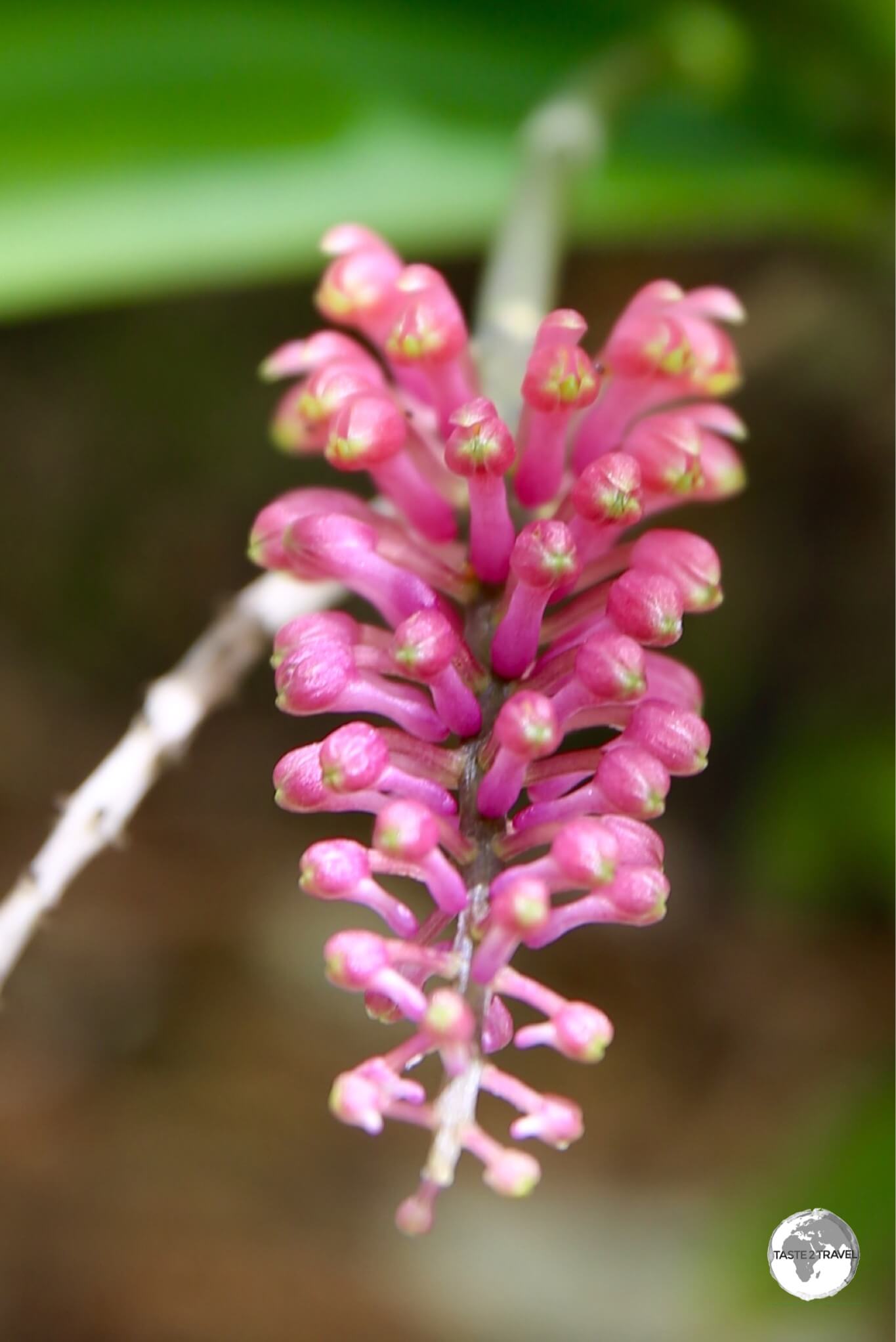 A wild orchid on Malo Island.