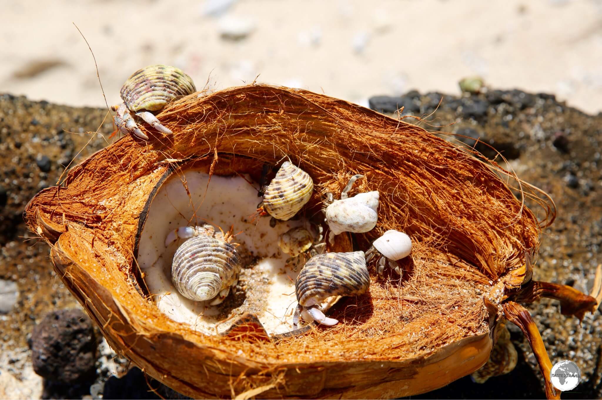 Hermit crabs having a party inside a coconut on an isolated beach on Ta'u. 