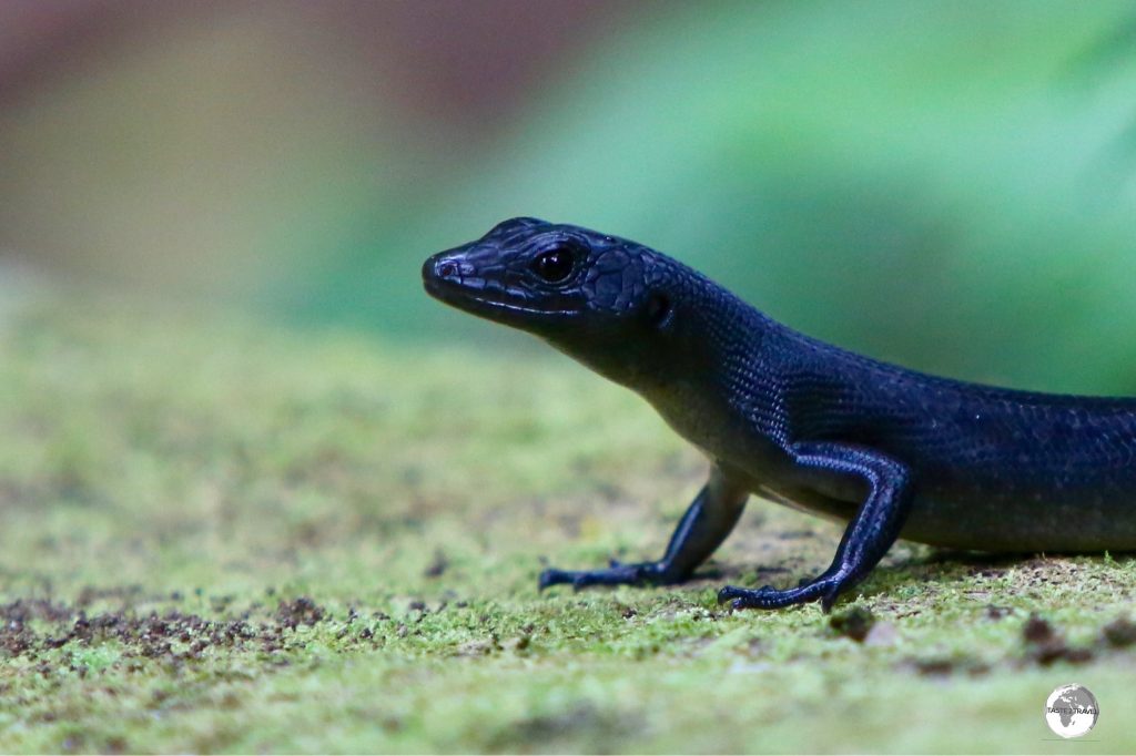 Samoan Black Skinks are a common sight along hiking trails on Samoa.