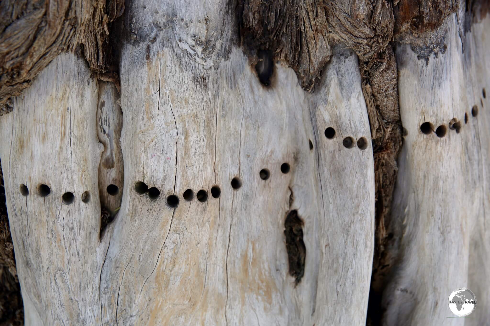 Drill holes from dendrochronology sampling can be seen on the lower trunk of the Tree of Life.