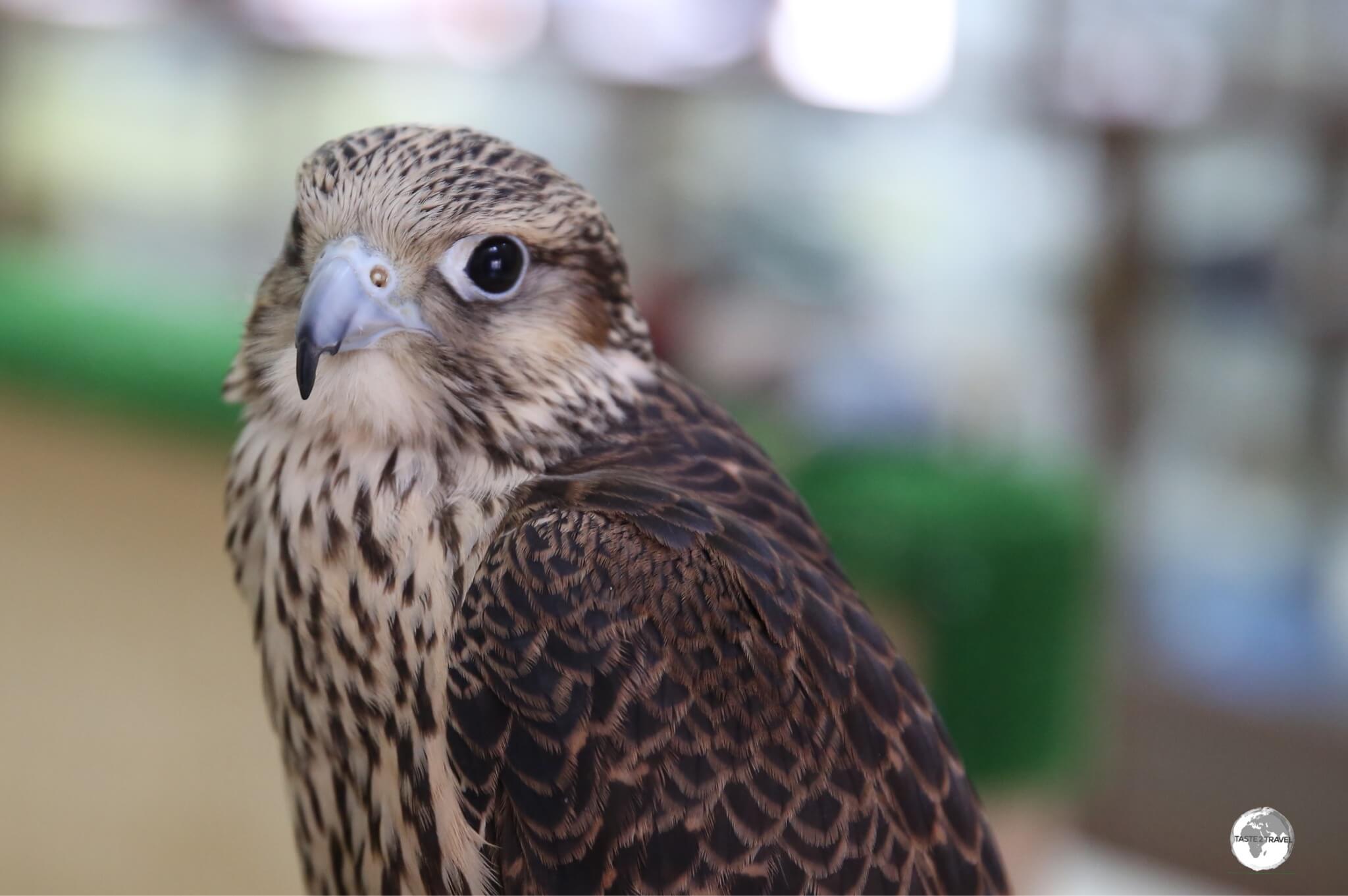 The Falcons sold at the souk come with their own passports, attesting to their Qatari origin.