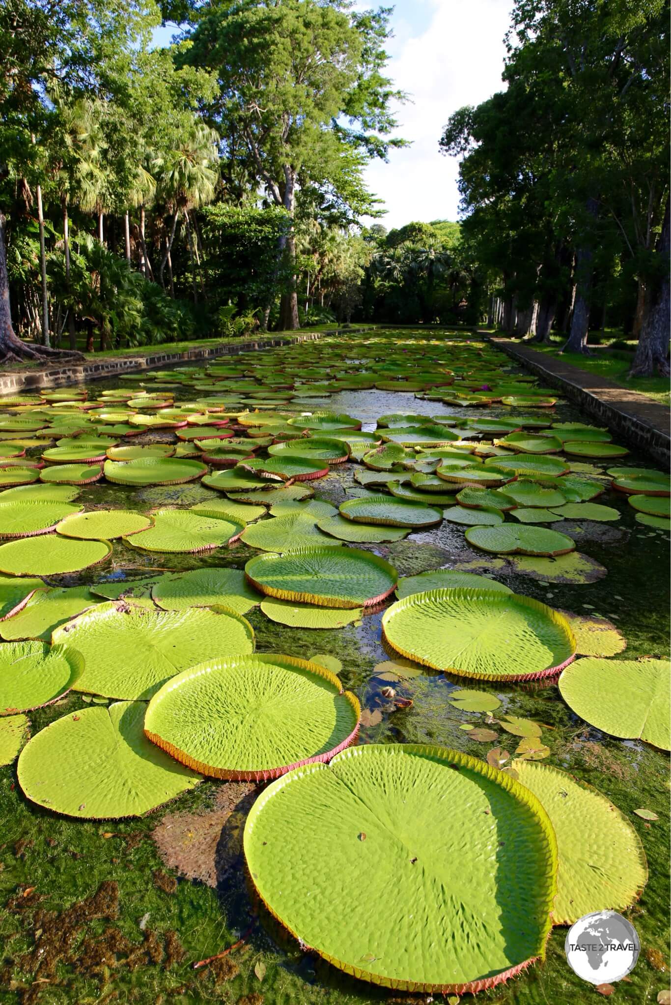 The giant 'Victoria amazonica' water lilies are a highlight of the Botanical Garden.