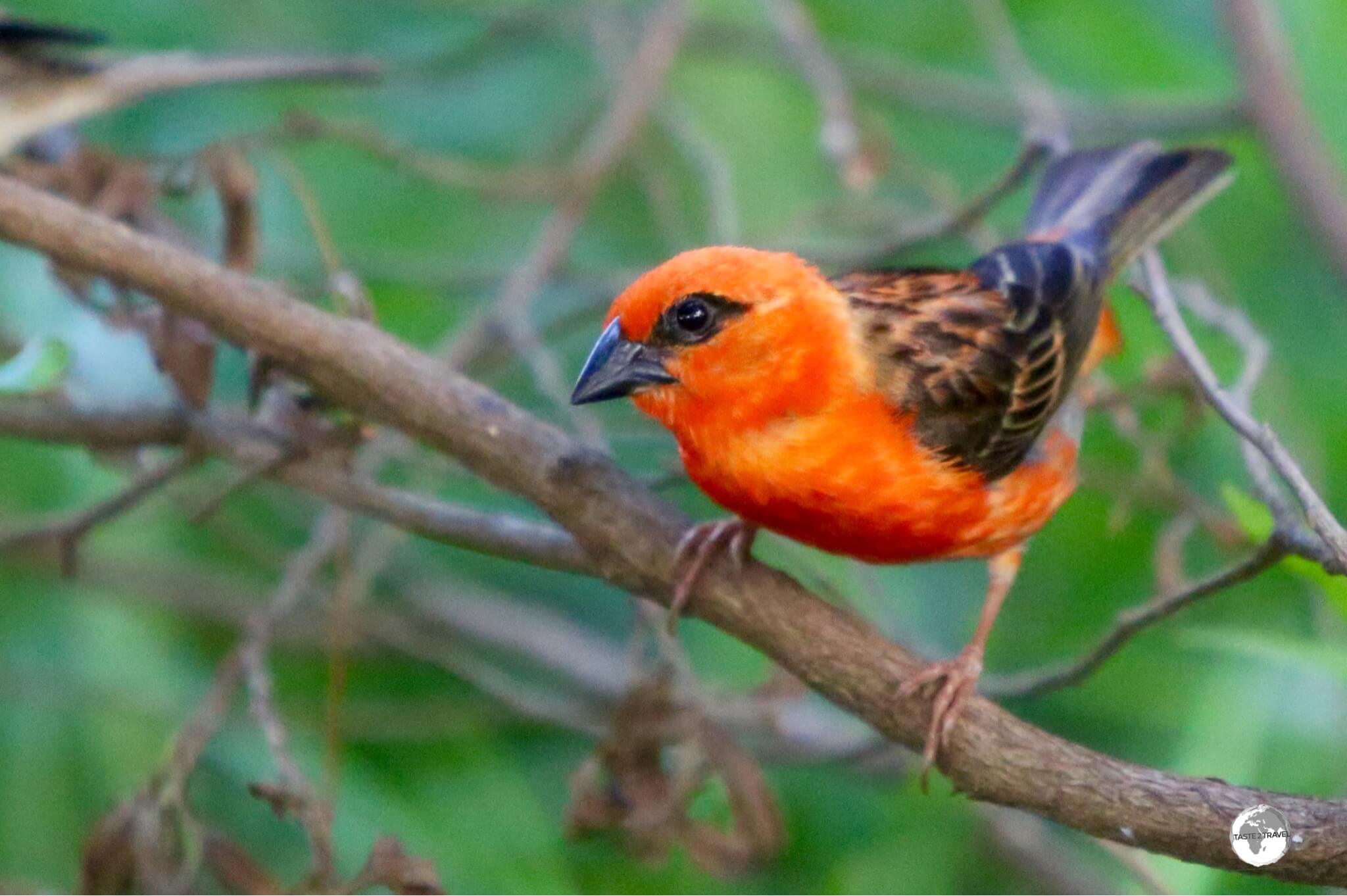 Originally introduced from Madagascar, the Red Fody can be seen in Bras d'Eau National Park.