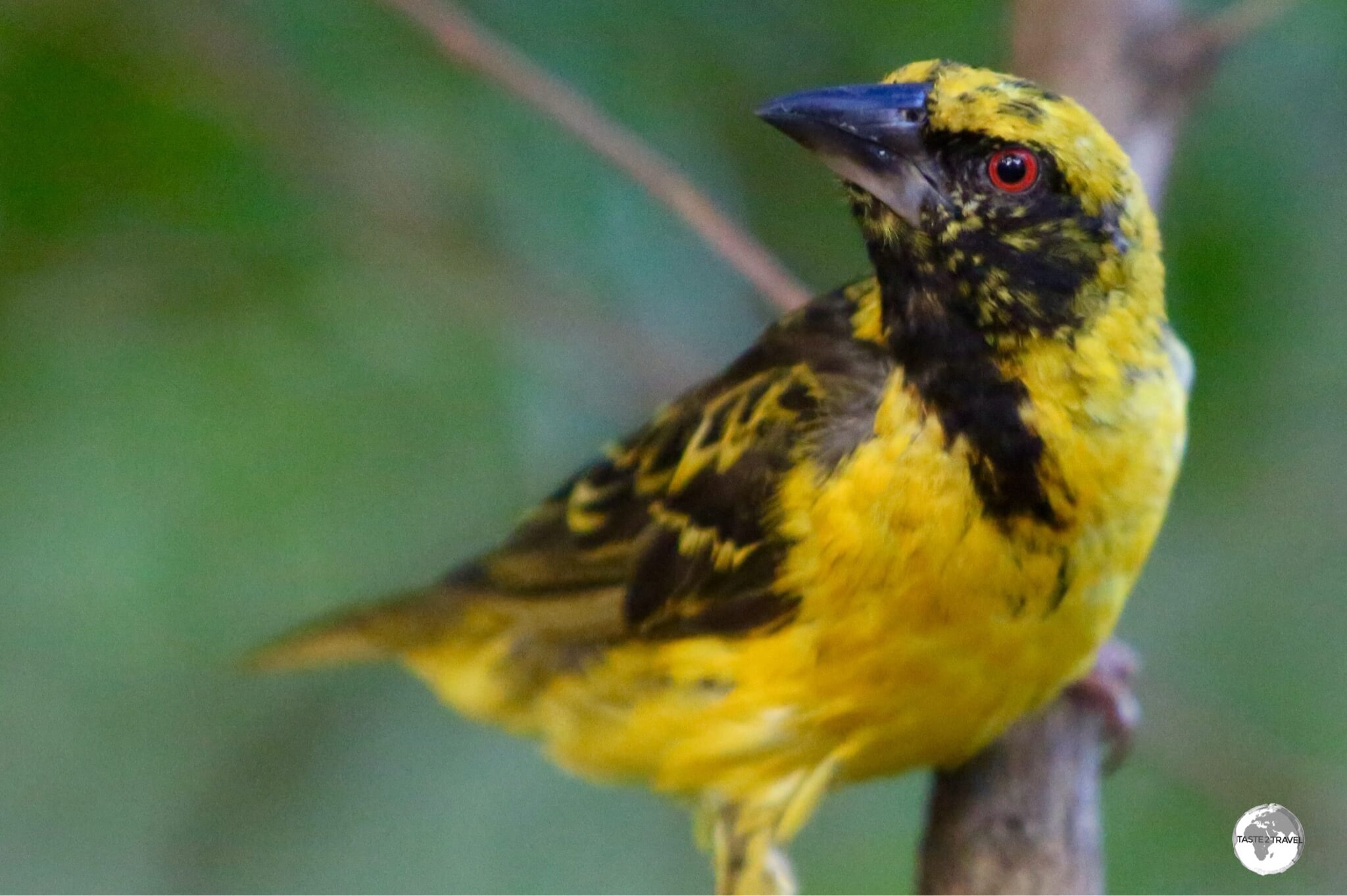 The Village Weaver, which was introduced to Mauritius, can be observed in the garden at Château de Labourdonnais.