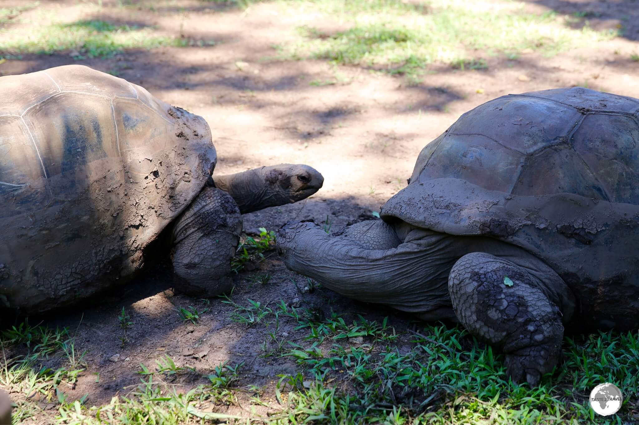 Originally from the Seychelles, giant Aldabra tortoises can be seen at the Seven Coloured Earth attraction. 