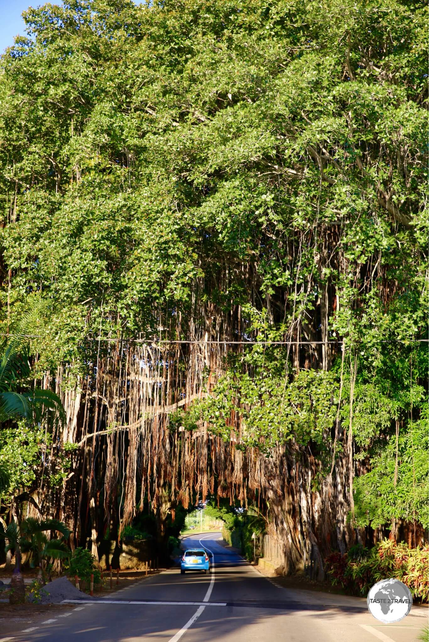 A giant, drive-thru, Banyan tree, on the south coast of Mauritius. 