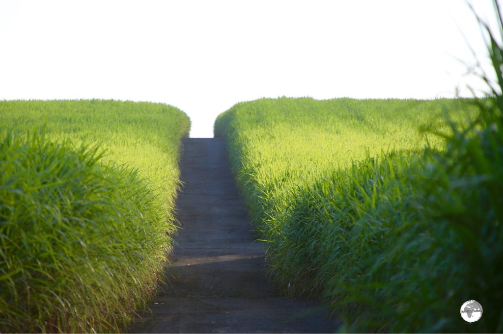 Sugarcane fields on the south coast of Mauritius.