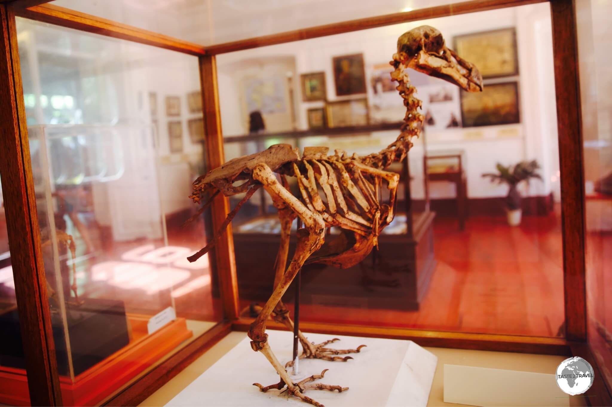 A complete skeleton from the extinct Dodo can be viewed at the National History museum in Mahébourg.