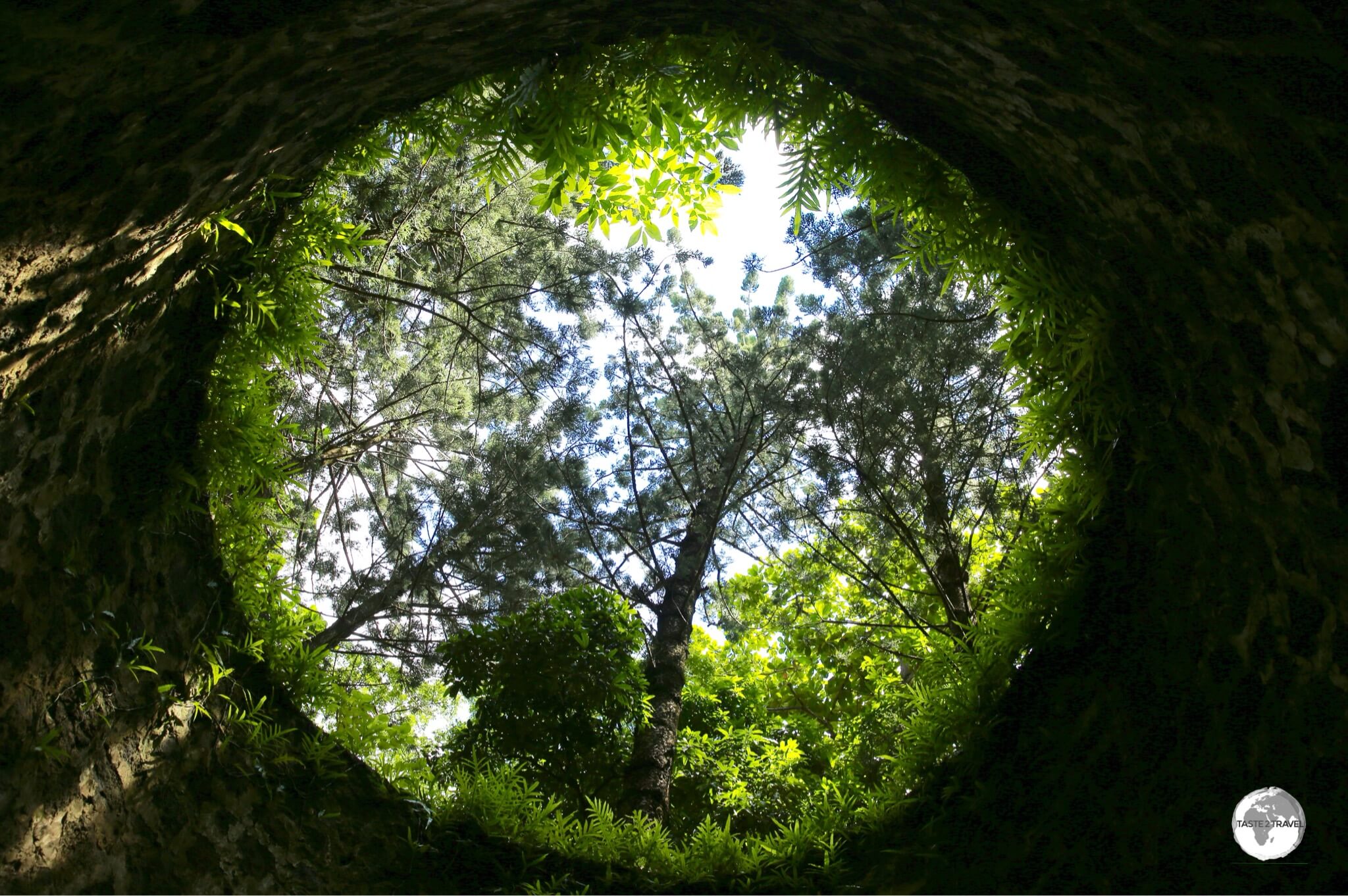 A view of the forest from inside the ruins of a windmill at Bras d'Eau National park. 