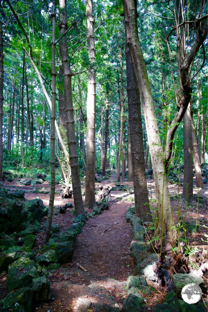 Walking trail in the Bras D'Eau National Park.