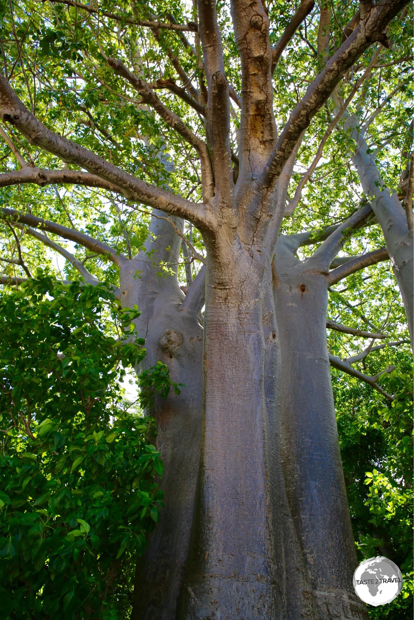 A towering Baobab tree on Sakouli beach.