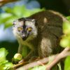 Africa Travel Quiz: Originally introduced from Madagascar, the Common Brown Lemur is widespread on Mayotte.