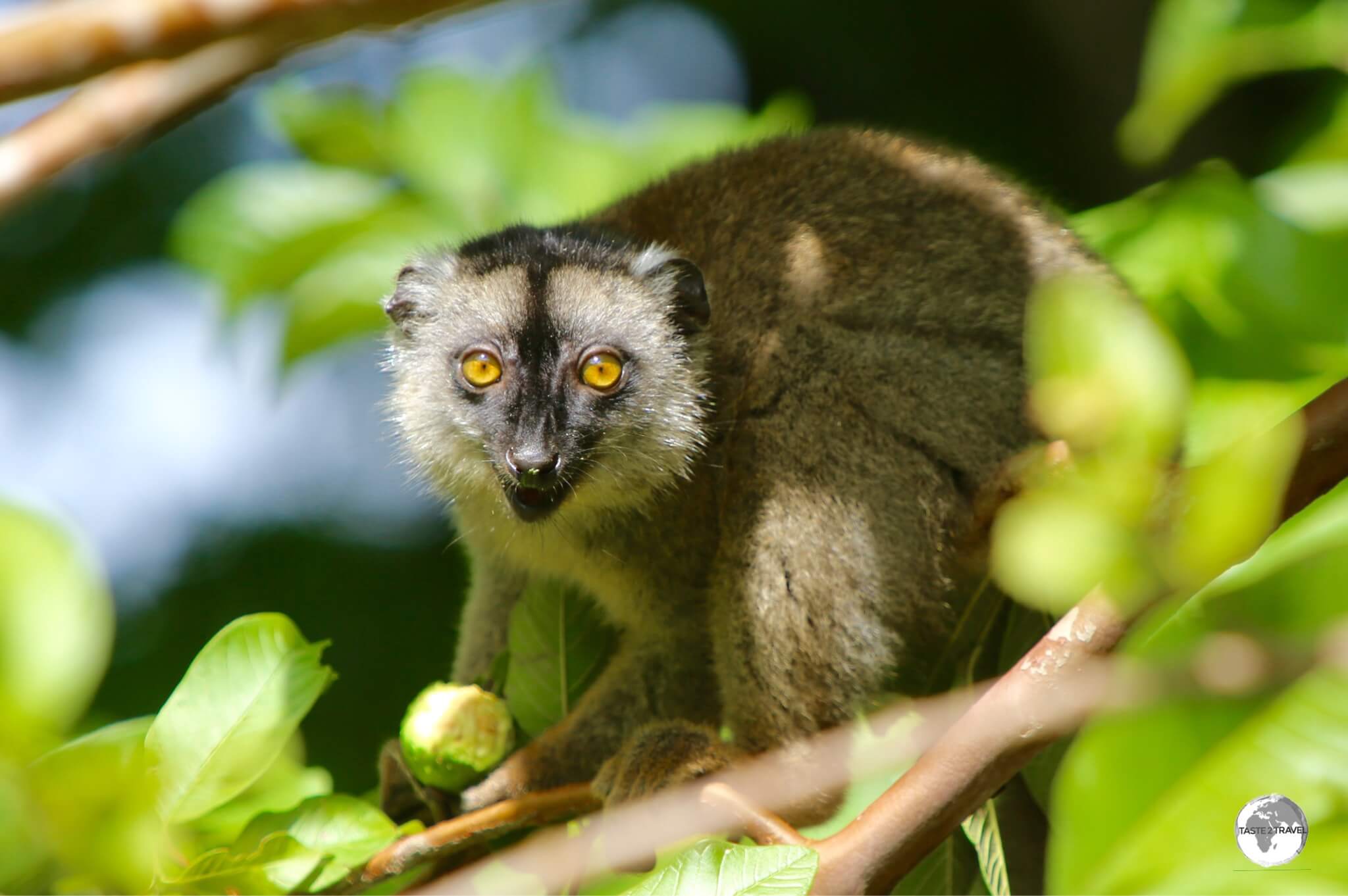 Originally introduced from Madagascar, the Common Brown Lemur is widespread on Mayotte. 