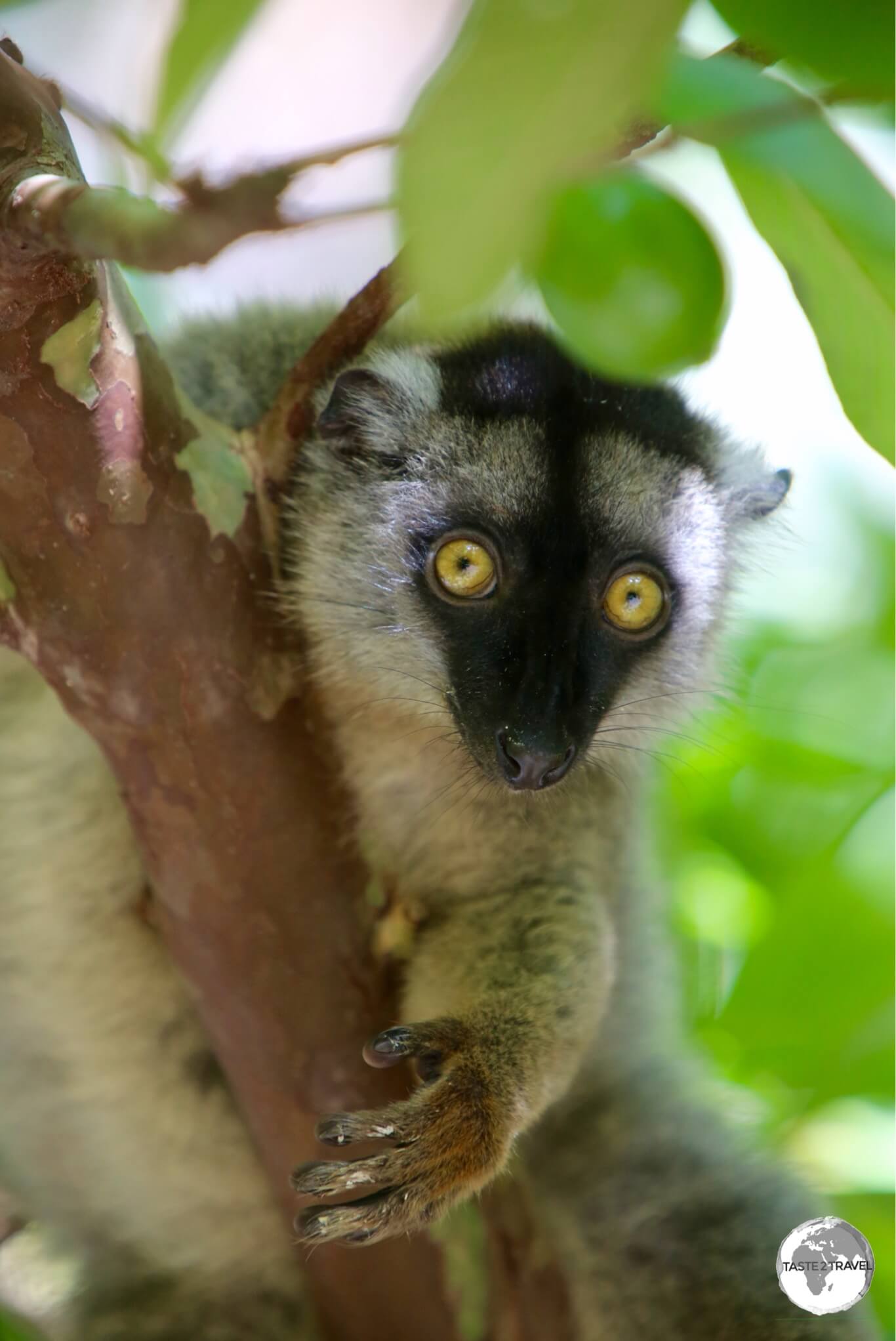 Lemurs are very inquisitive creatures which allows for excellent photography as they seem to pose for the camera. 