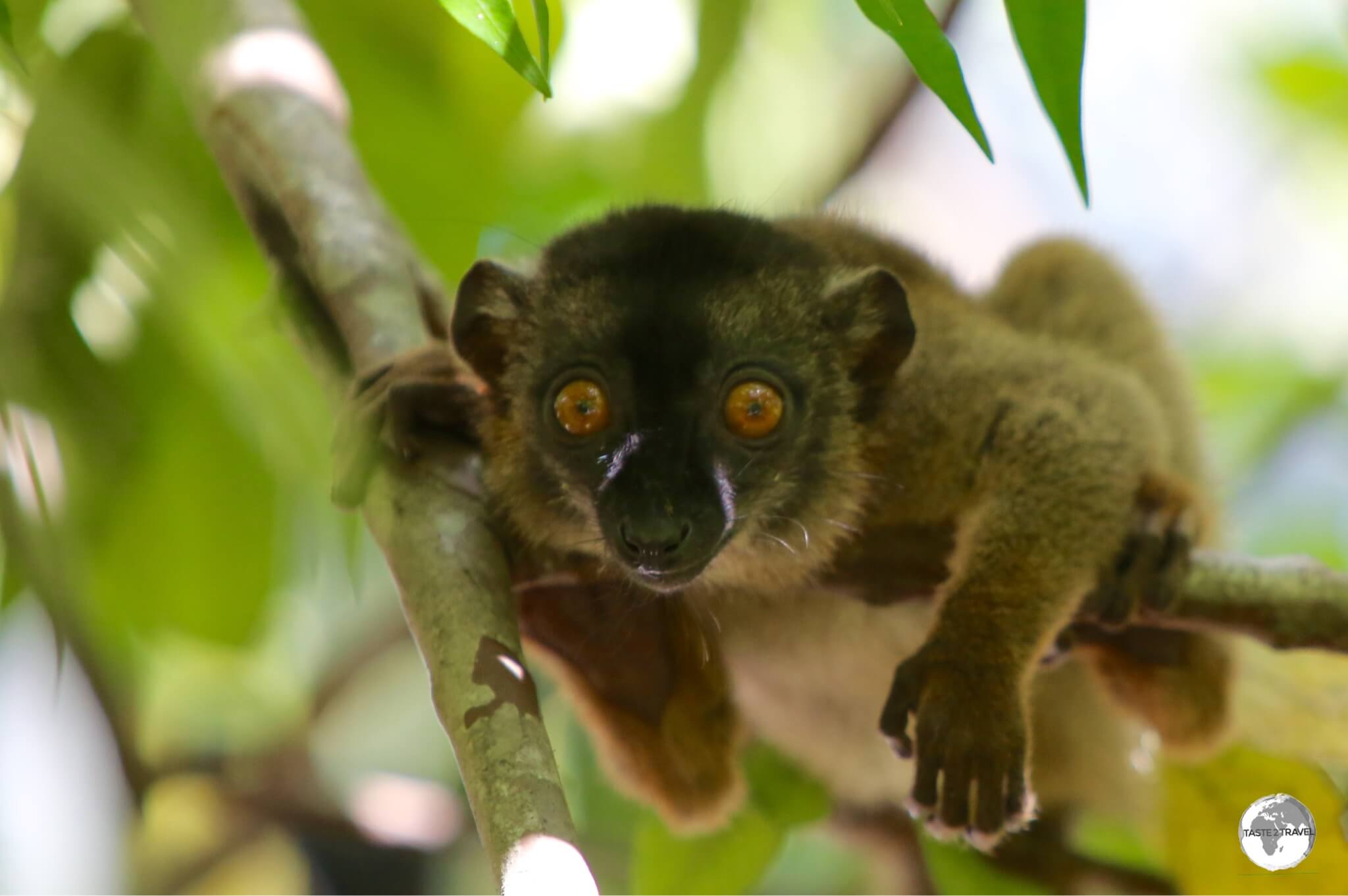 A juvenile Common Brown Lemur - even more inquisitive than the parents.