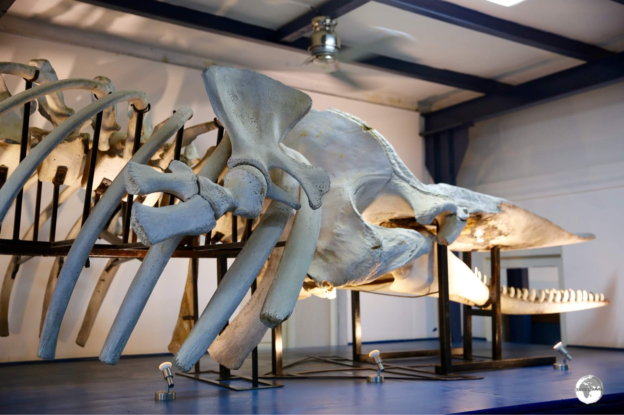 The skeleton of a Sperm Whale at the Musée MUMA in Dzaoudzi.