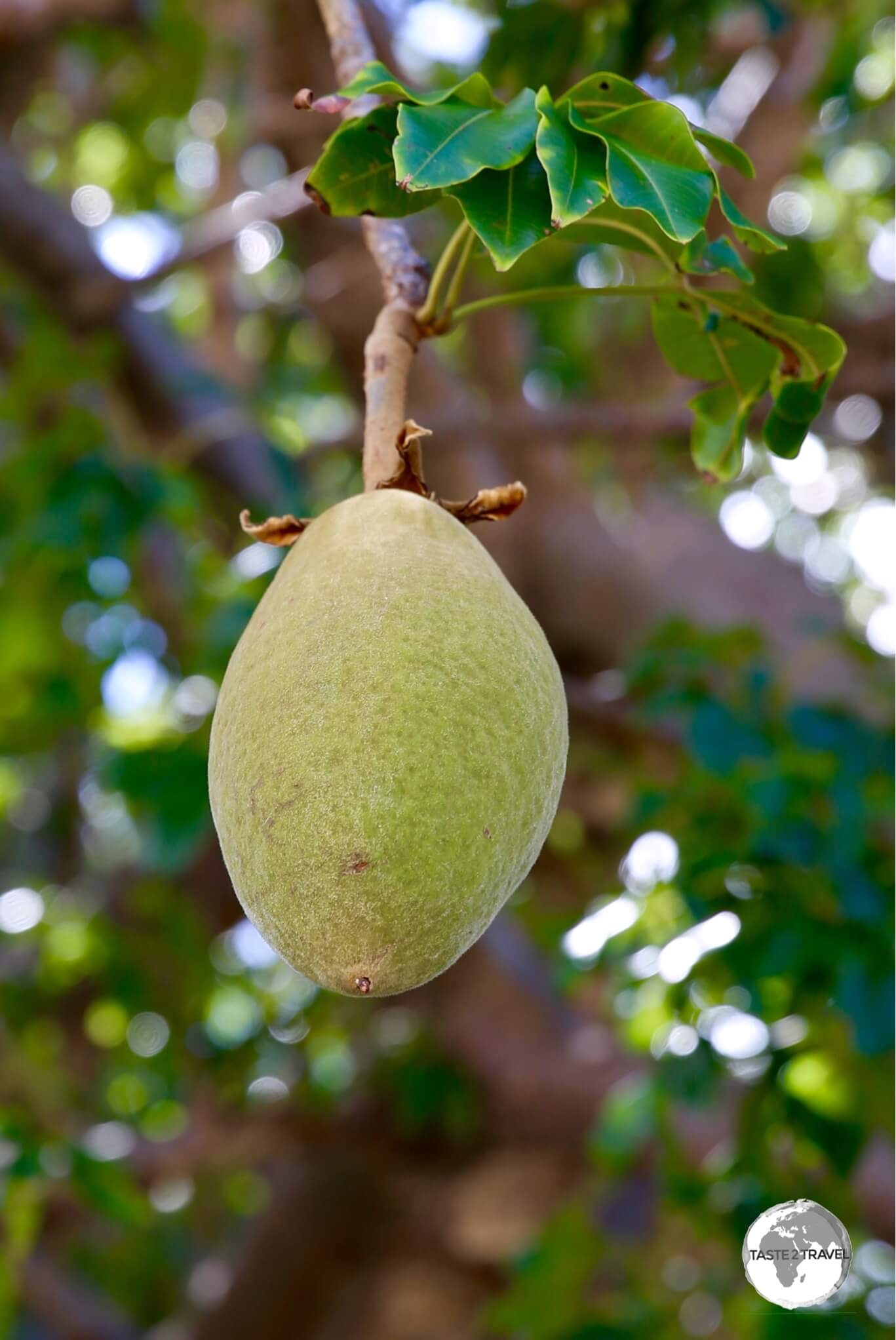 The large fruit of the Baobab tree is used by locals to make fruit juice which has a citrus flavour. 