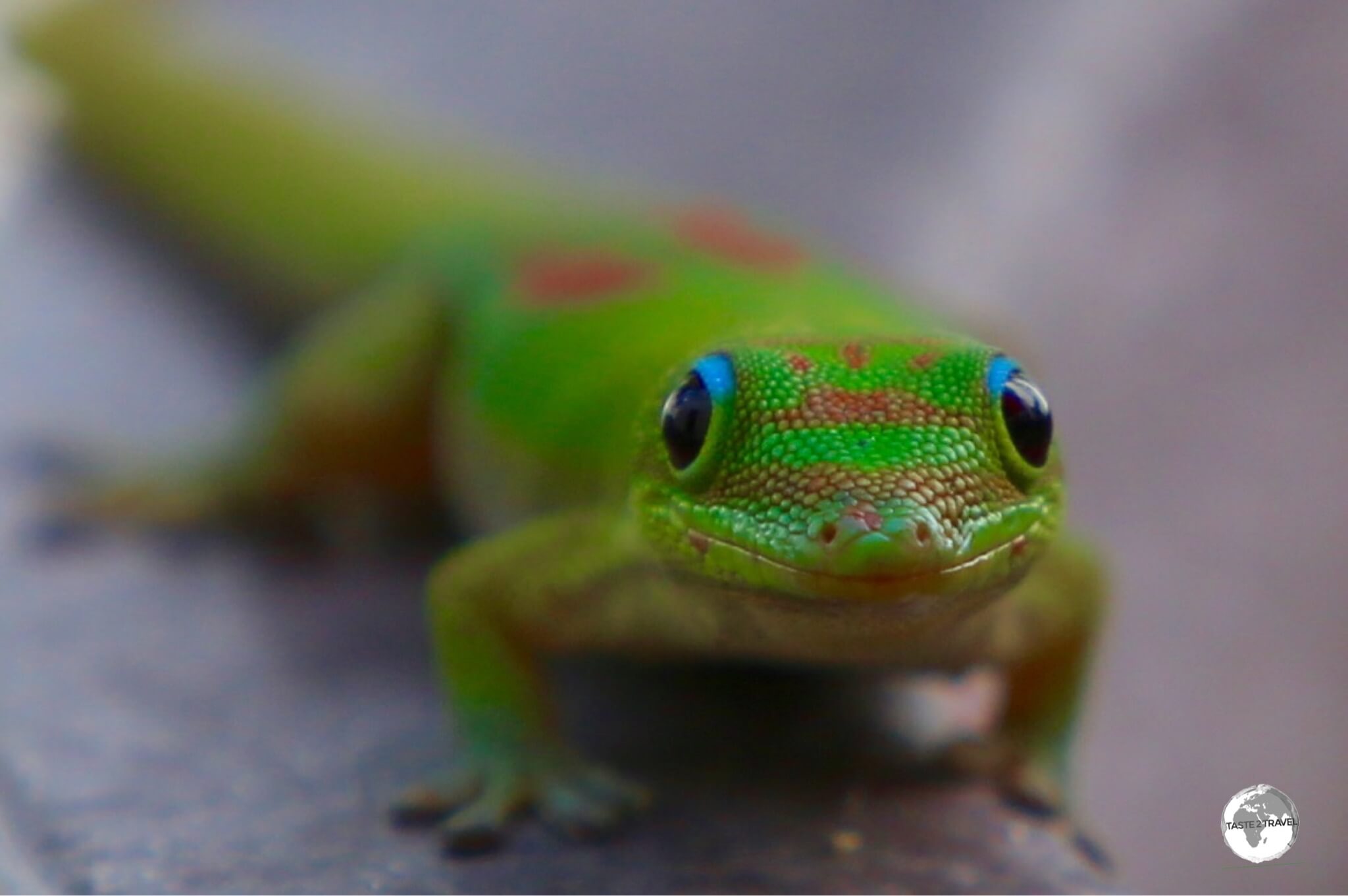 The Day gecko was introduced to Reunion Island from Madagascar.