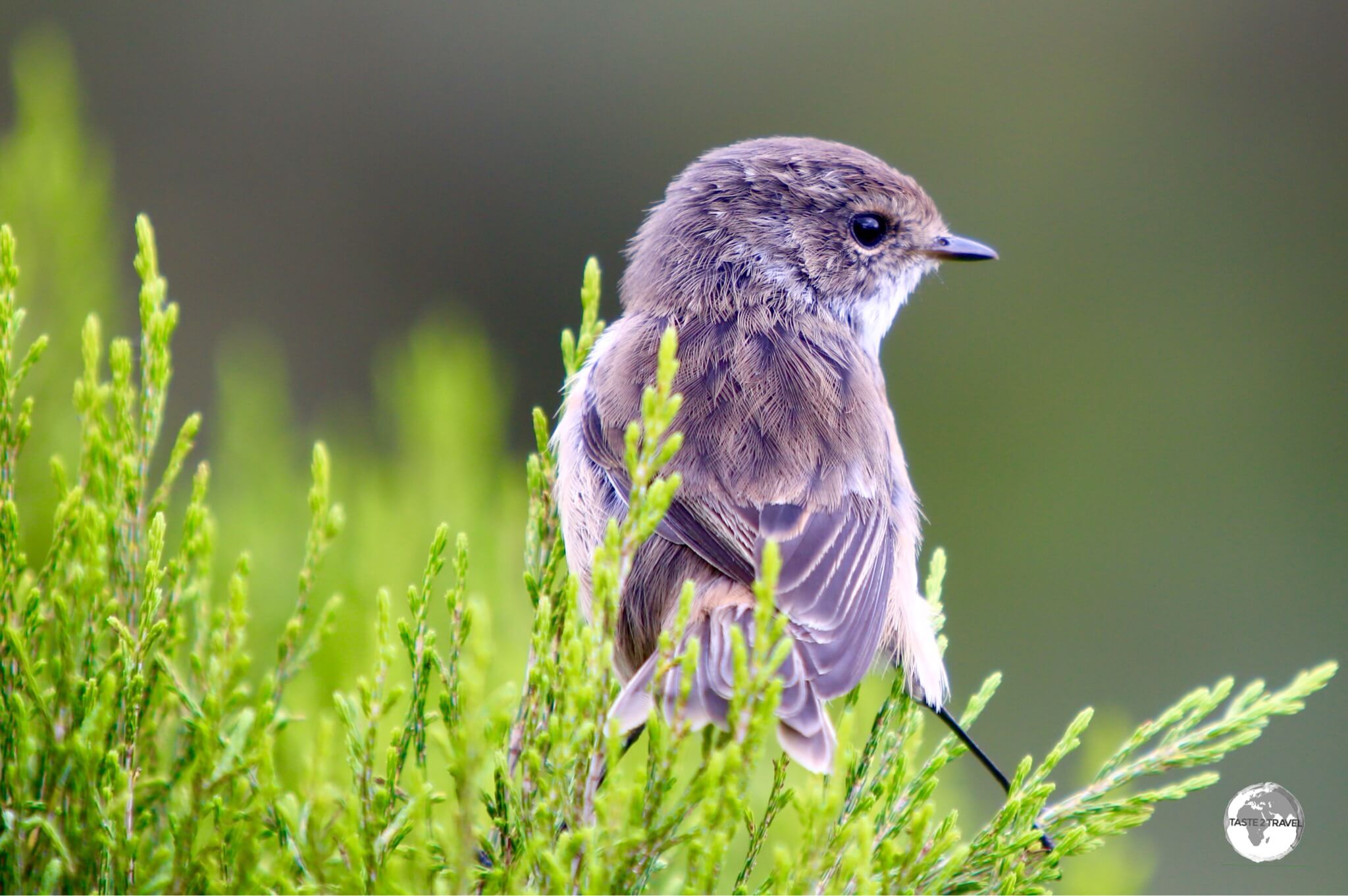 Reunion Travel Guide: The very curious, Reunion Stone-chat is endemic to the island and can be found in high-altitude forests and scrub lands. 