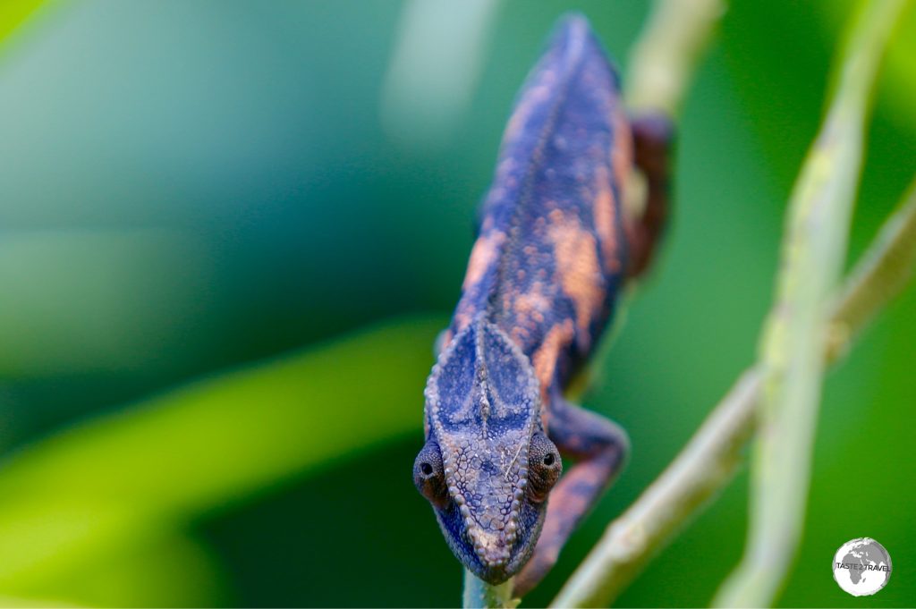 Much smaller and far less striking than the male, this female Panther Chameleon was hanging out in a shrub next to her male partner.