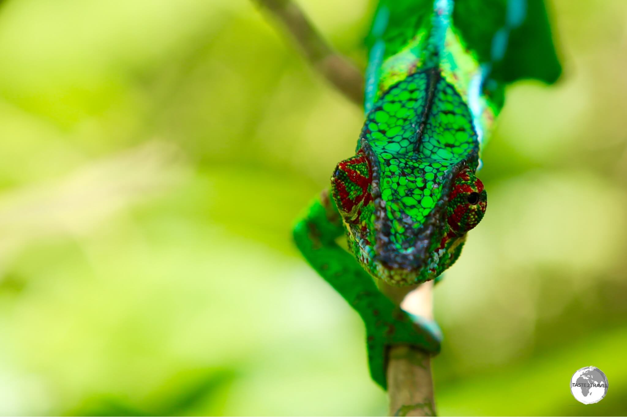 Being 'eye-balled' by a male Panther Chameleon.