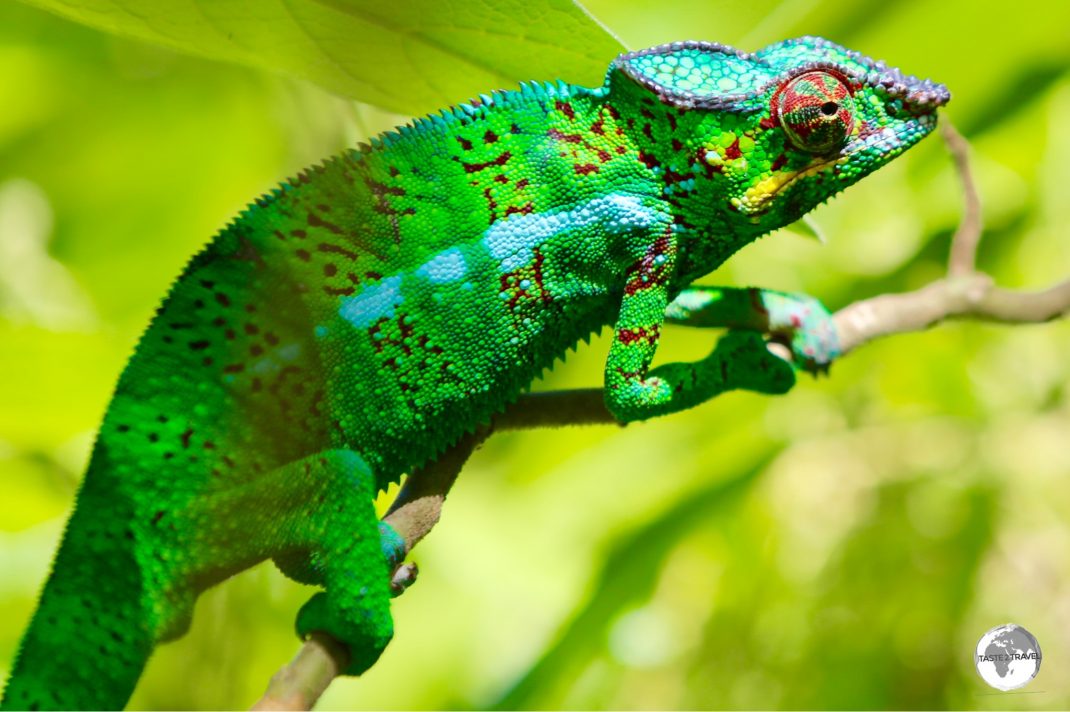 Like so many creatures on Reunion, the striking Panther Chameleon was introduced to the island from Madagascar.