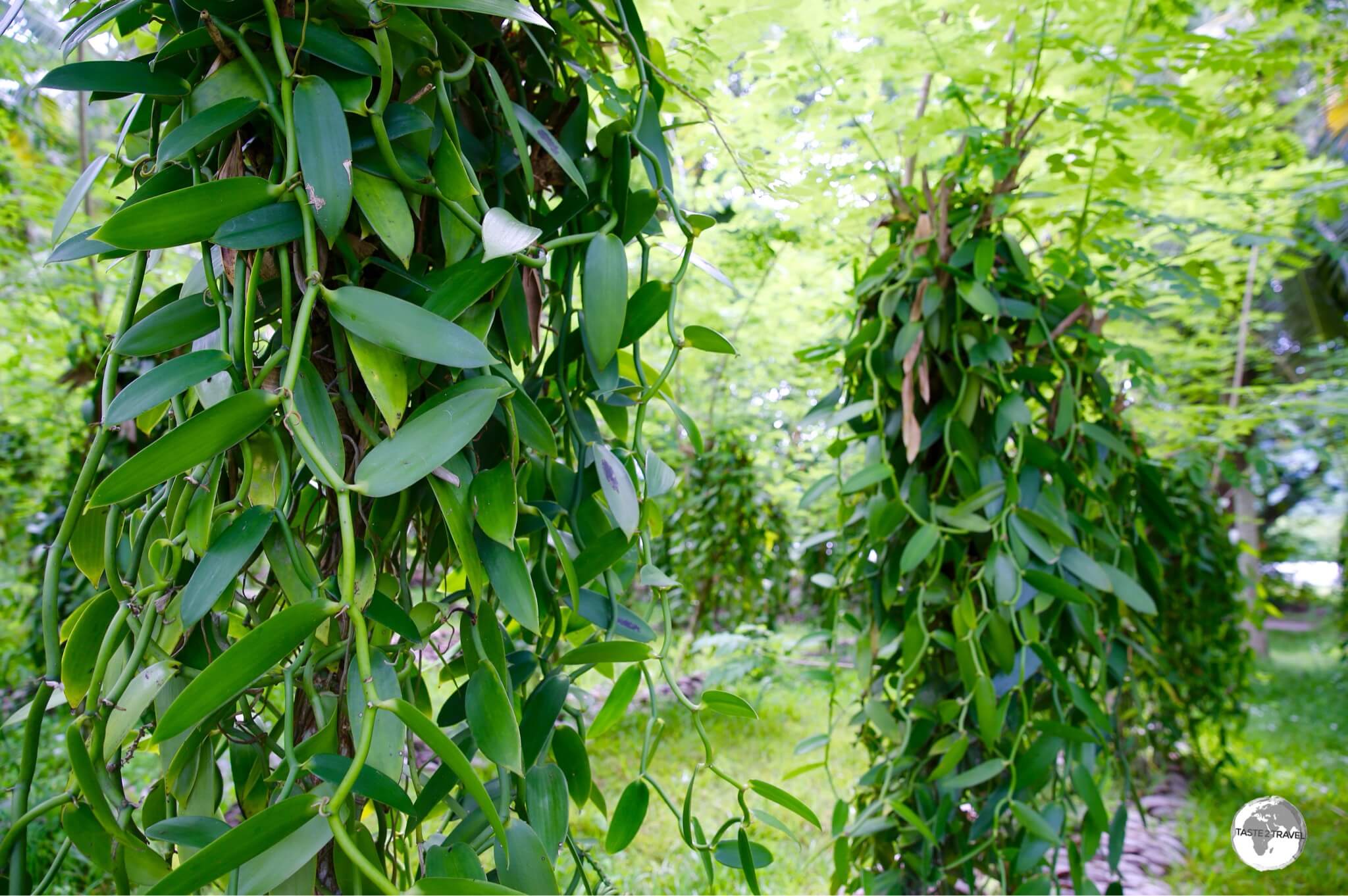 The Vanilla plantation at L'Union Estate.