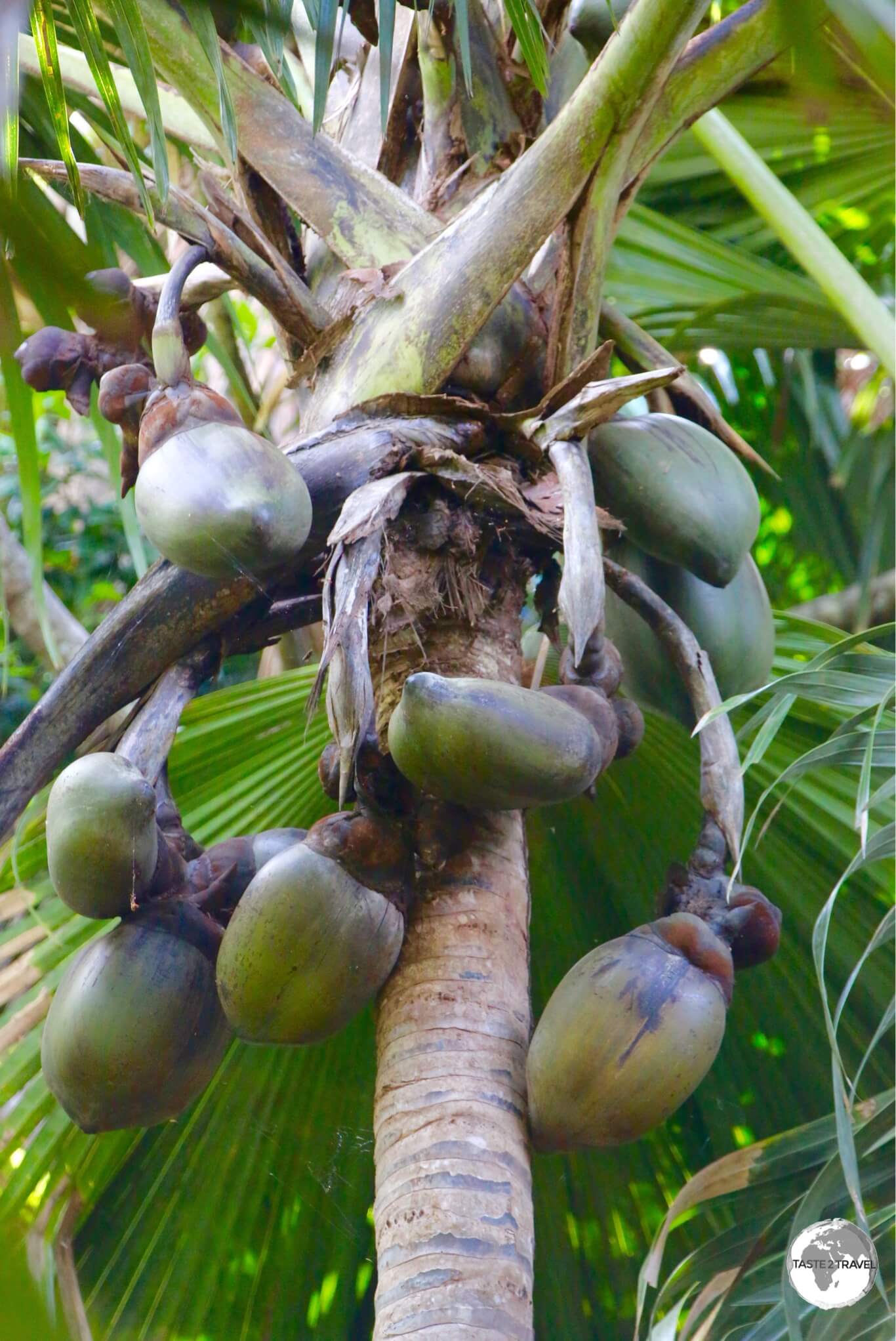 The Vallée de Mai Nature Reserve is the best place to see the endemic 'Coco-de-mer' palm.