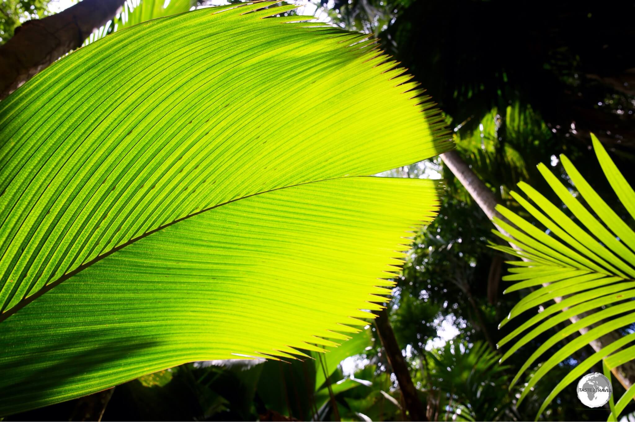 Offering numerous walking trails, Vallée de Mai is a remnant of an ancient palm jungle.