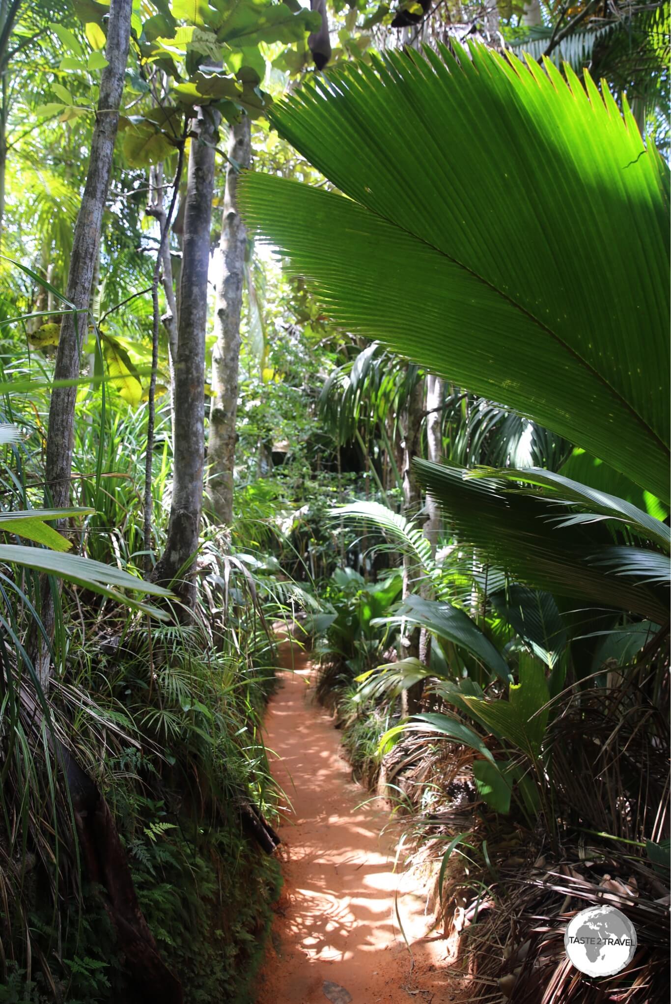 One of many walking trails in the UNESCO-listed Vallee de Mai, a highlight of Praslin Island.