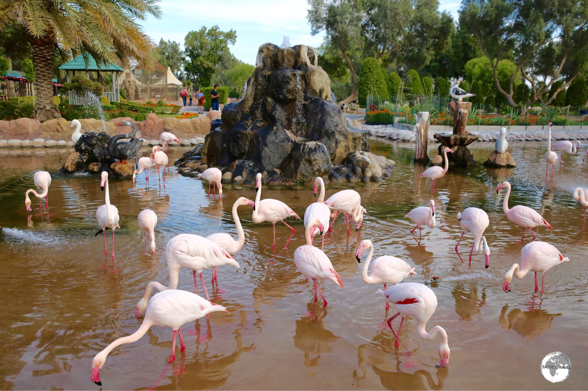 Pink Flamingos at Al Areen Wildlife Park and Reserve.