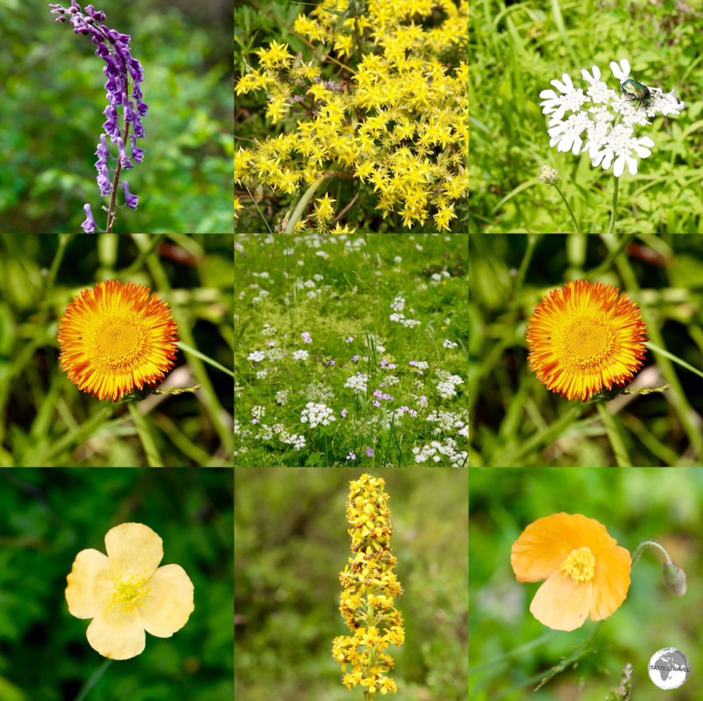 During my visit in July, the Kazakh countryside was carpeted with colourful wildflowers.