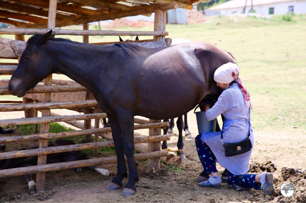 A milker, from the village of Jeti-Ögüz, milking a Mare.