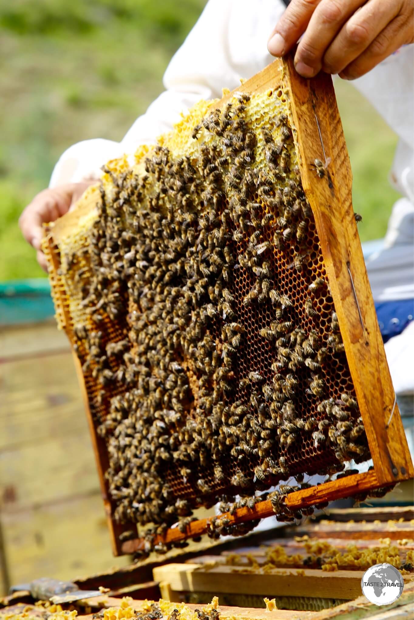 A frame, loaded with bees and fresh honeycomb.