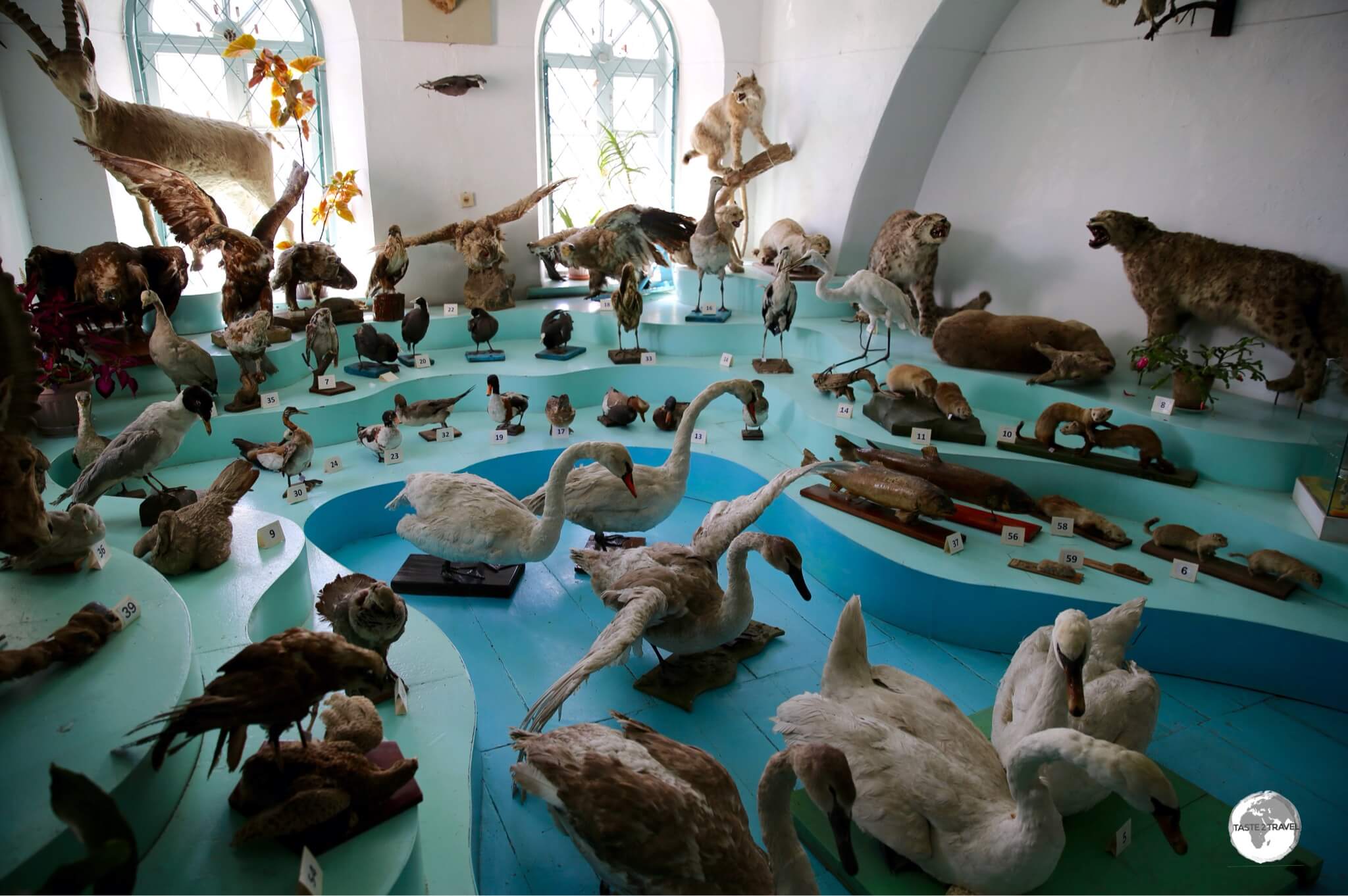 The large taxidermy display at the Karakol History Museum. 