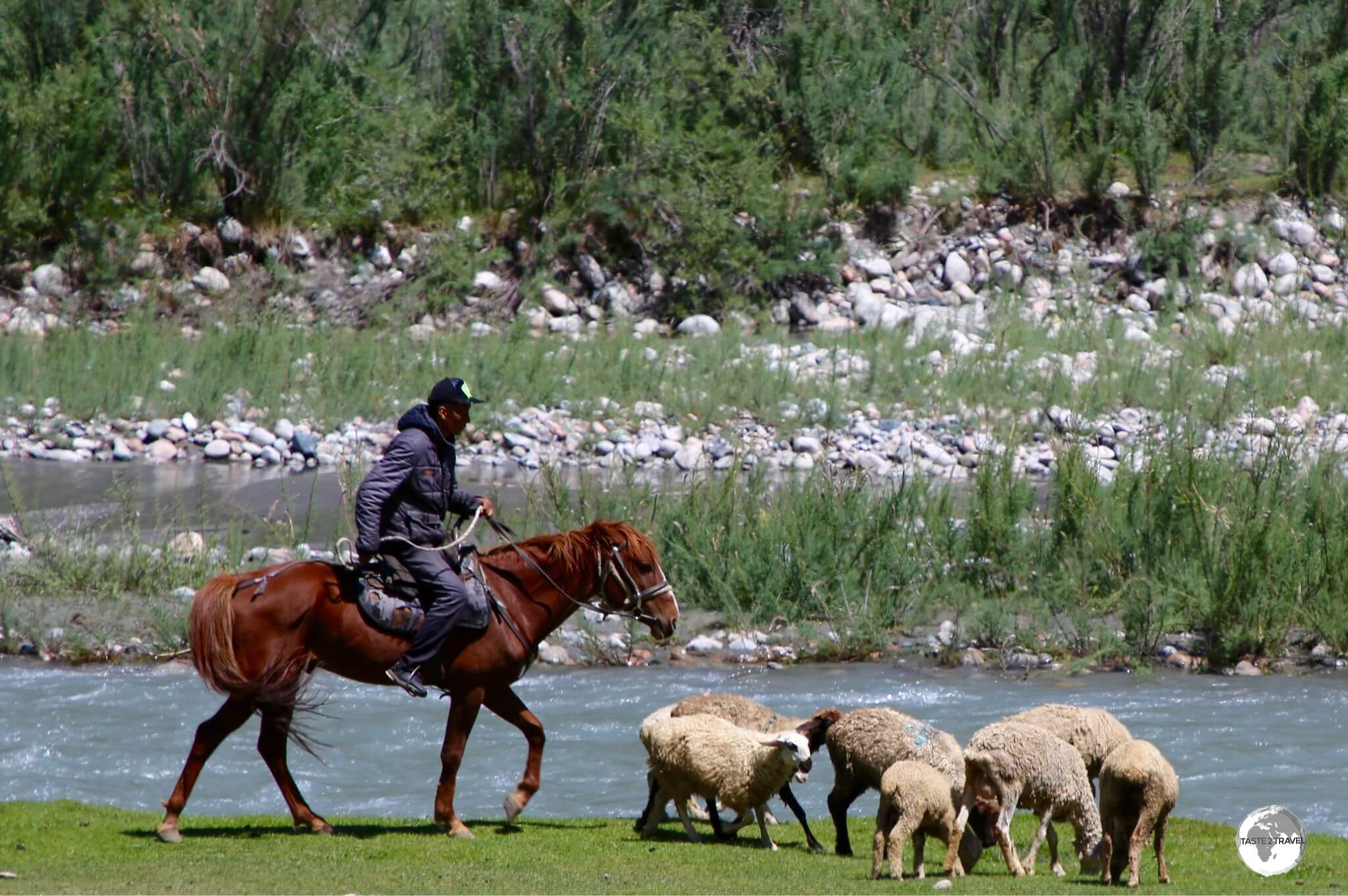 A shepherd with his flock in the Barskoon valley.