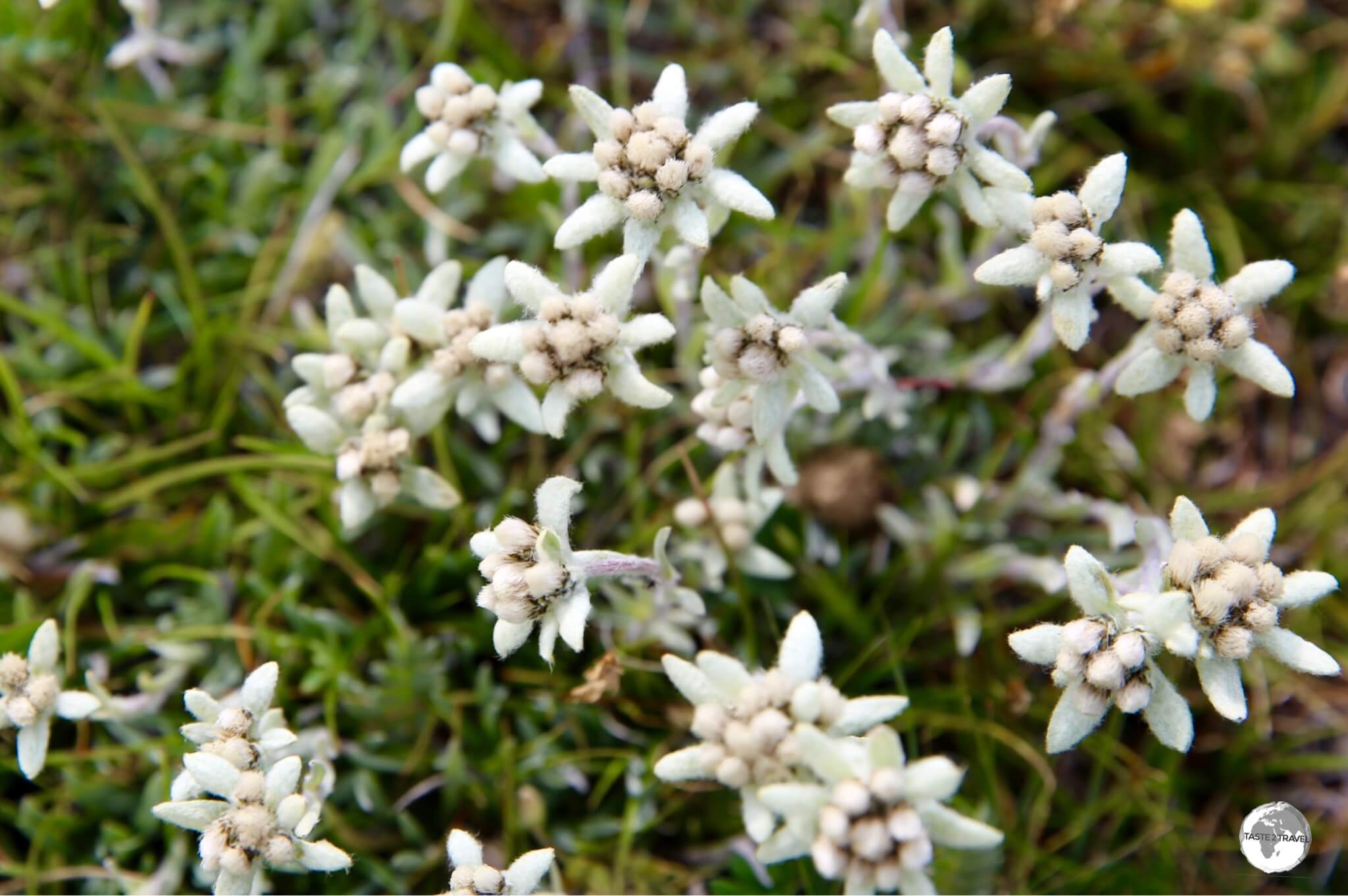 The meadows surrounding lake Son-Kul are carpeted with Edelweiss.