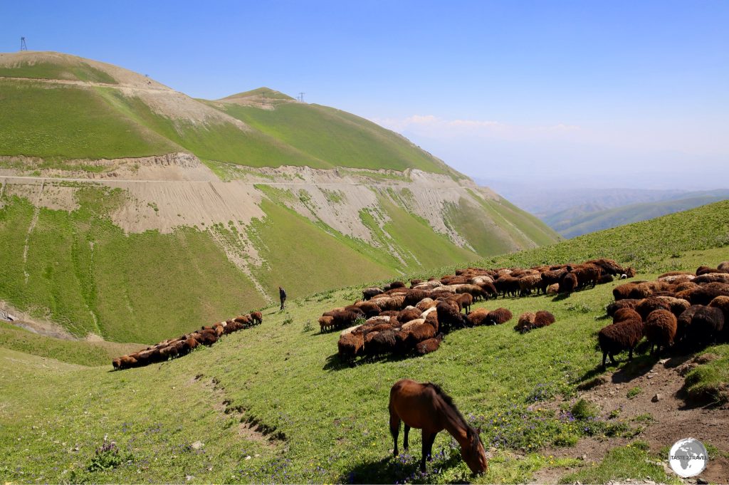 Sheep are mustered at the Kaldama pass, where they await their turn to be shorn.