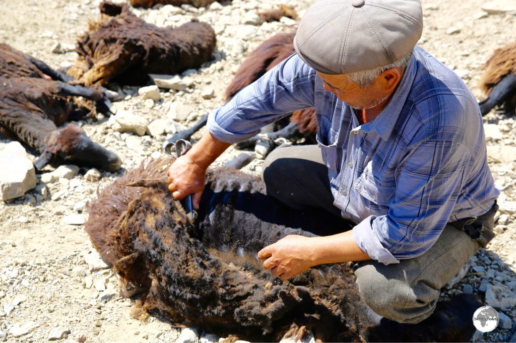 A shearer, shearing one of hundreds of sheep, at the Kaldama pass.