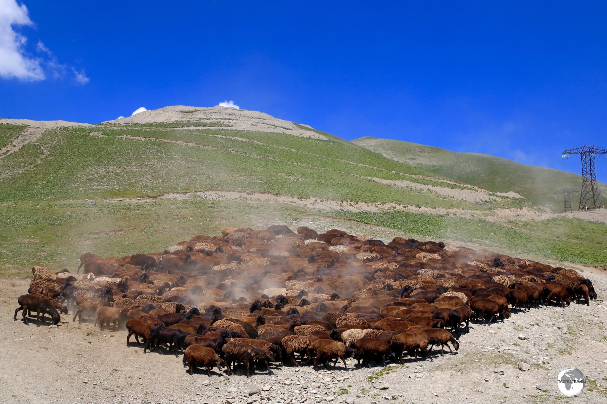 More sheep arriving at Kaldama pass, to await their appointment with the shearer.