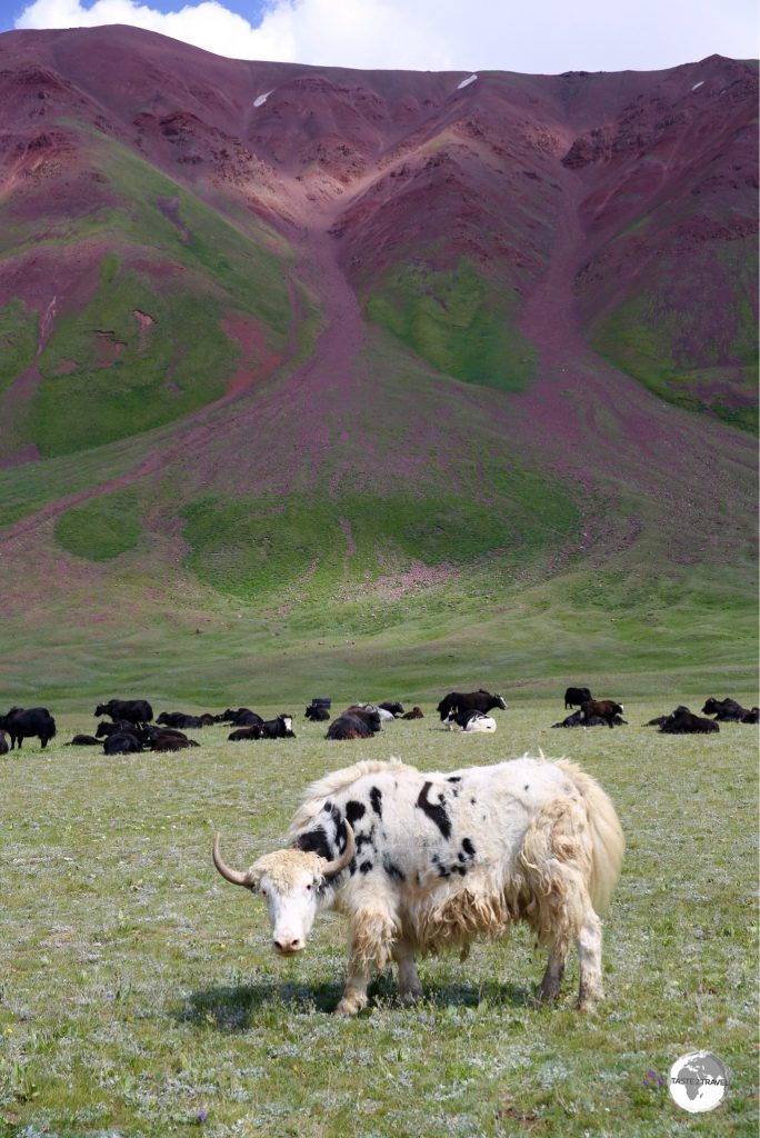 A curious Yak on the shore of Lake Tulpar-Kul.