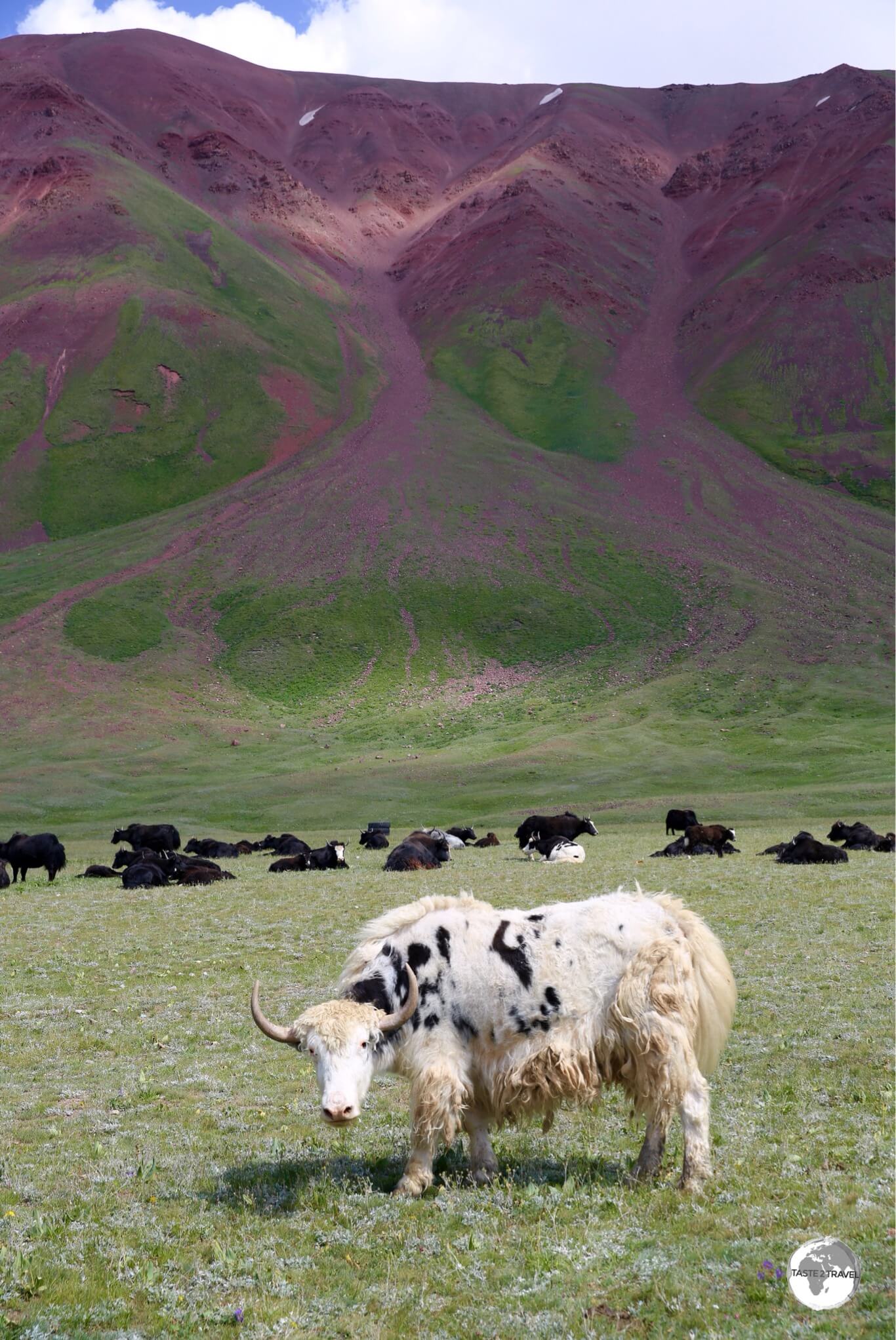 A curious Yak on the shore of Lake Tulpar-Kul. 