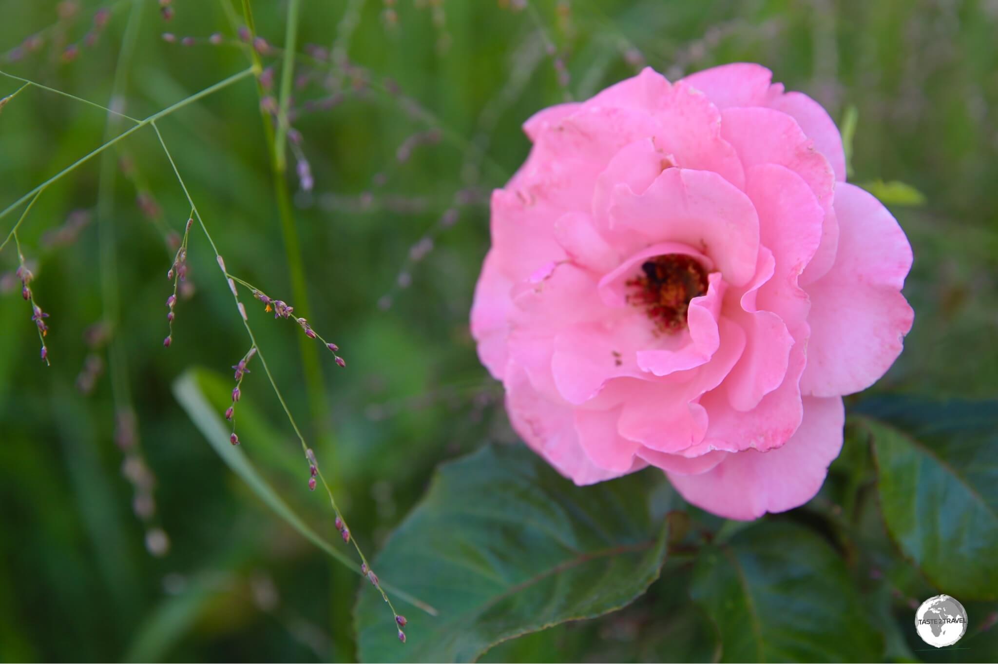 Taif's famous rose is an oil-rich 30-petal damask rose whose perfume of Arabia is powerful and robust.