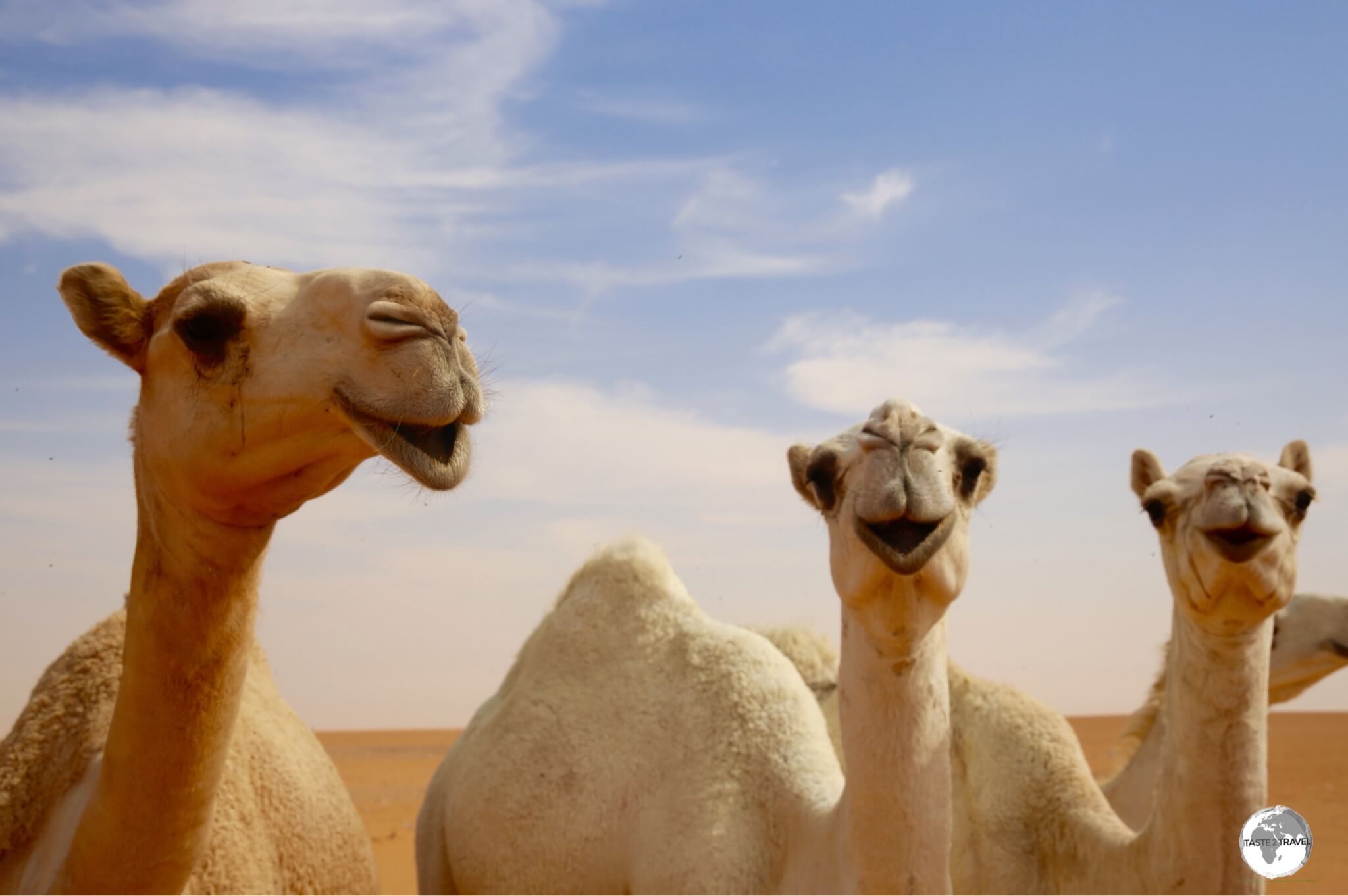 Camels are a common sight while driving through the vast desert landscapes of Saudi Arabia.