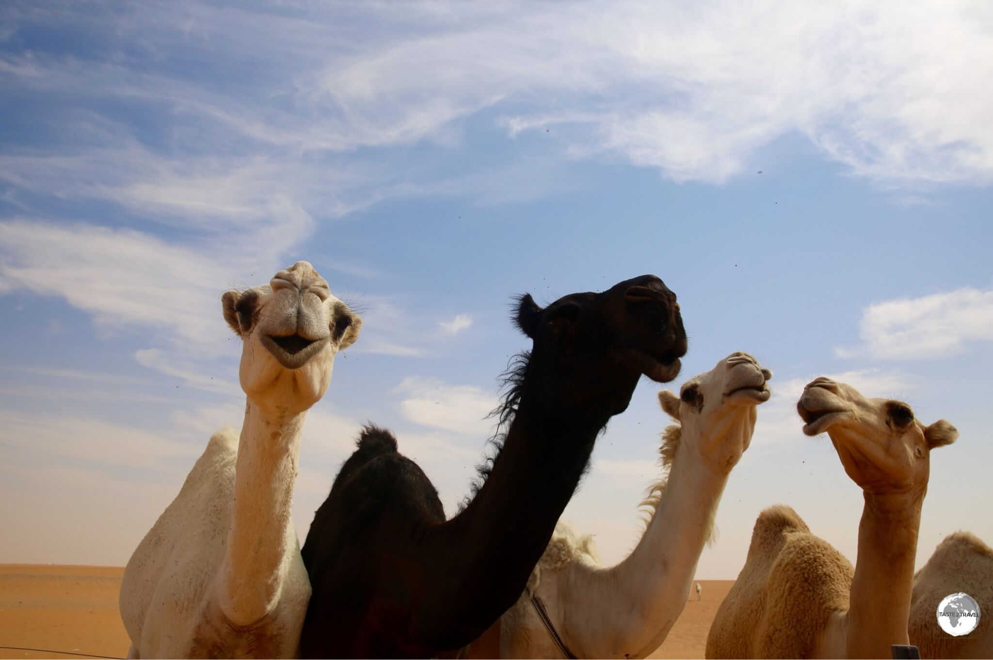 Just a few of the estimated 800,000 camels which can be seen roaming through the Saudi desert. 