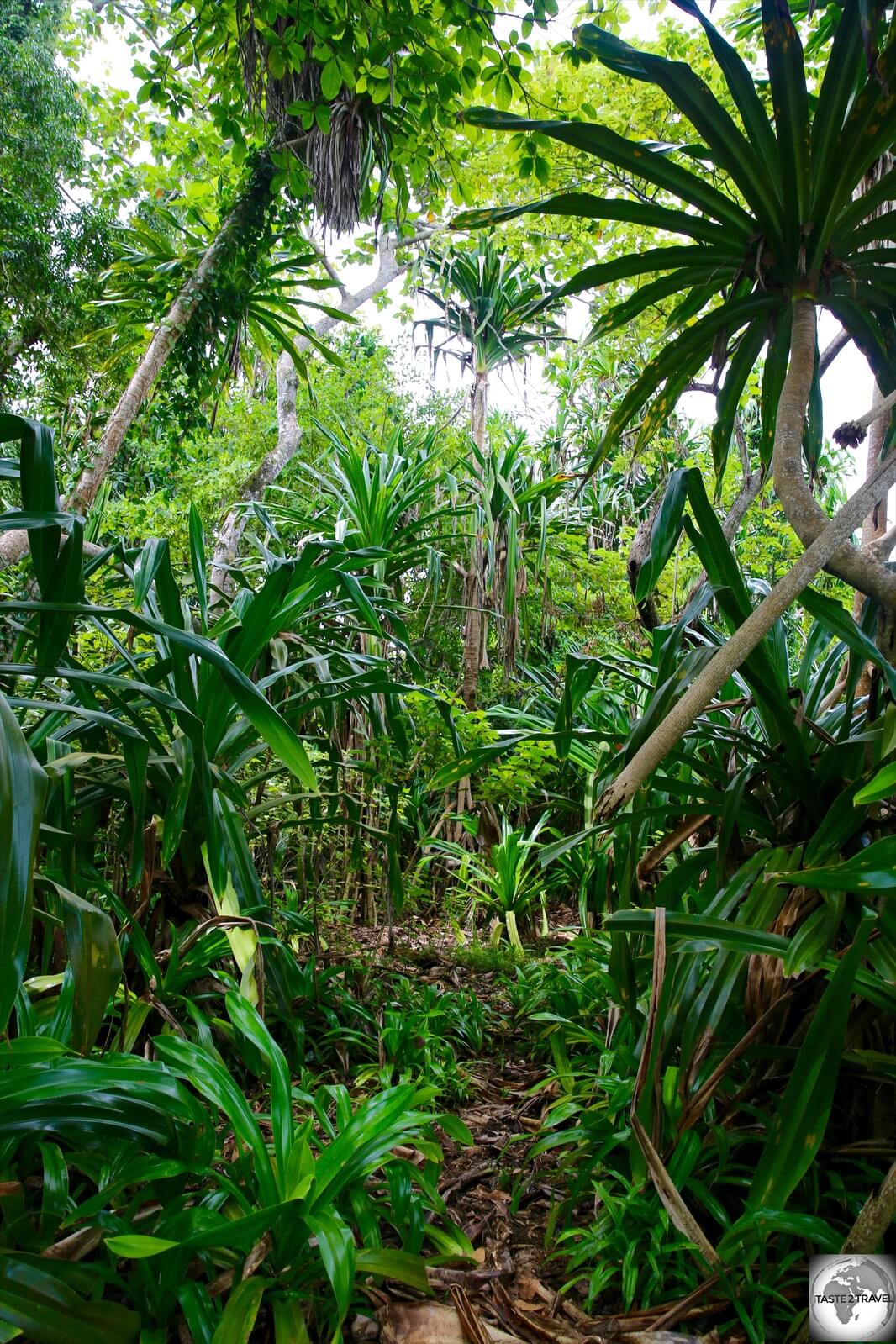 A view of the interior of uninhabited Pig island.