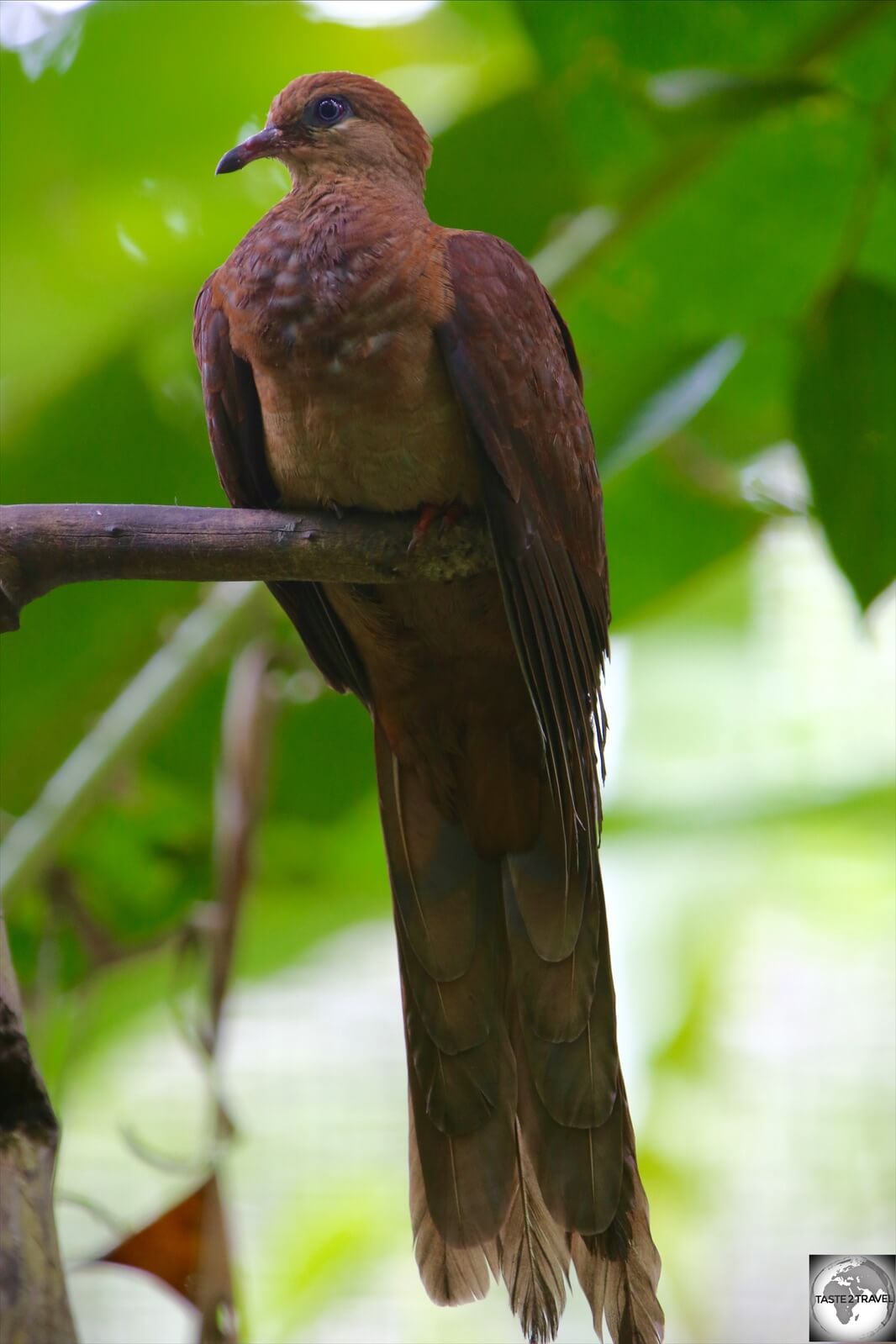 The Amboyna cuckoo-dove is native to PNG. 