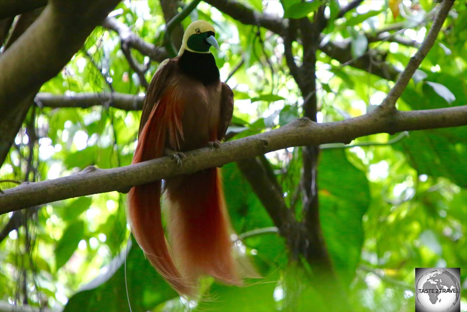 The "Raggiana Bird of Paradise" is the national bird of Papua New Guinea.