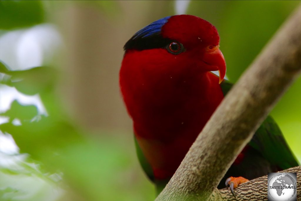 Papuan Lorikeet at Port Moresby Nature Park.