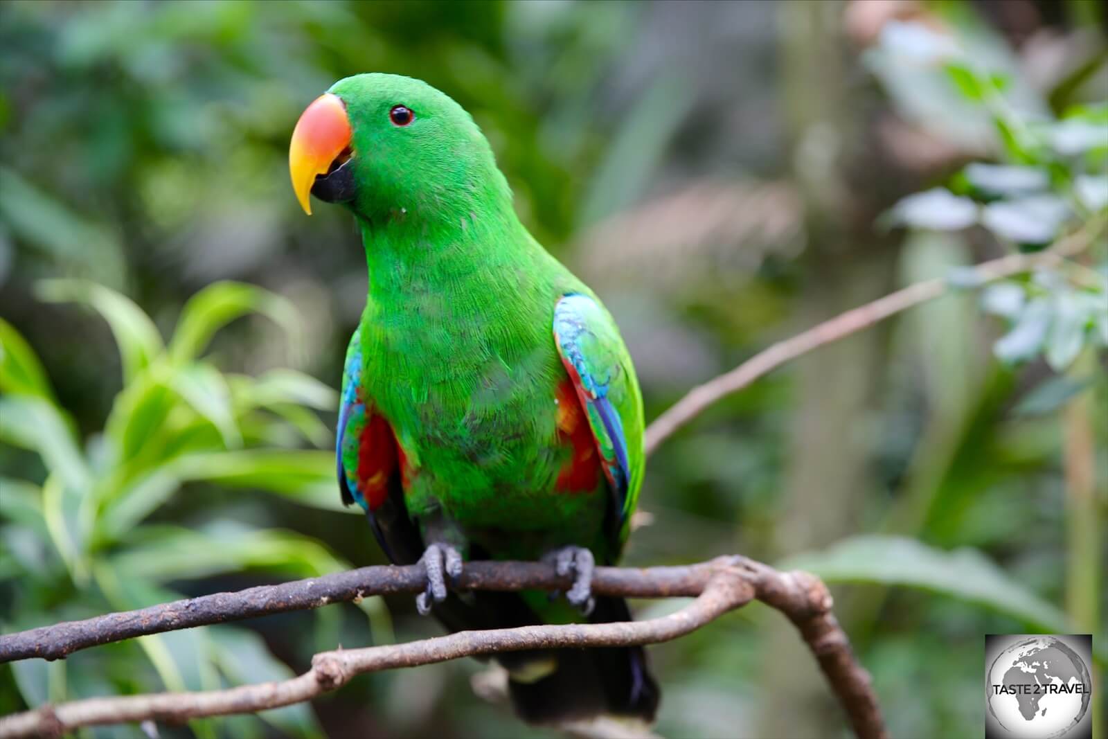 A very green, male Eclectus parrot. The female is completely different, with a plumage of scarlet red feathers. 